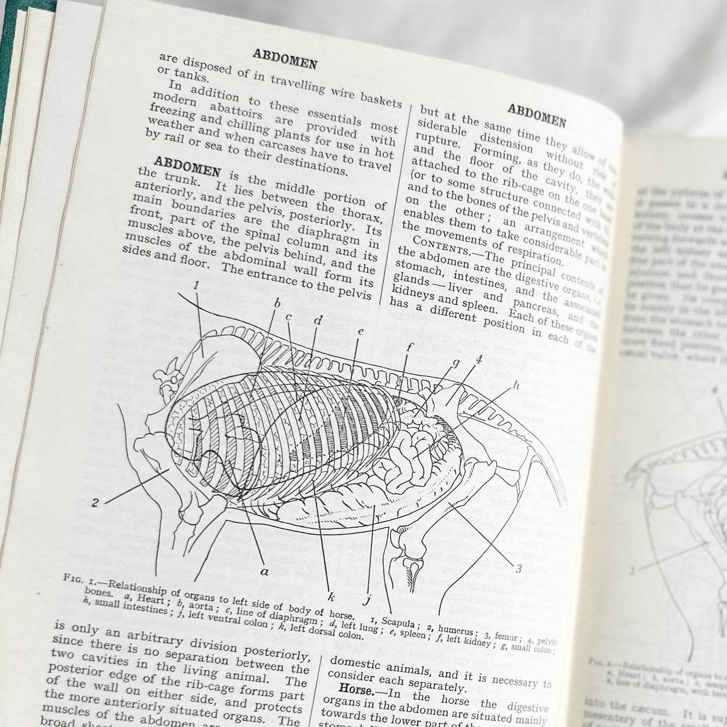 Black’s Veterinary Dictionary
