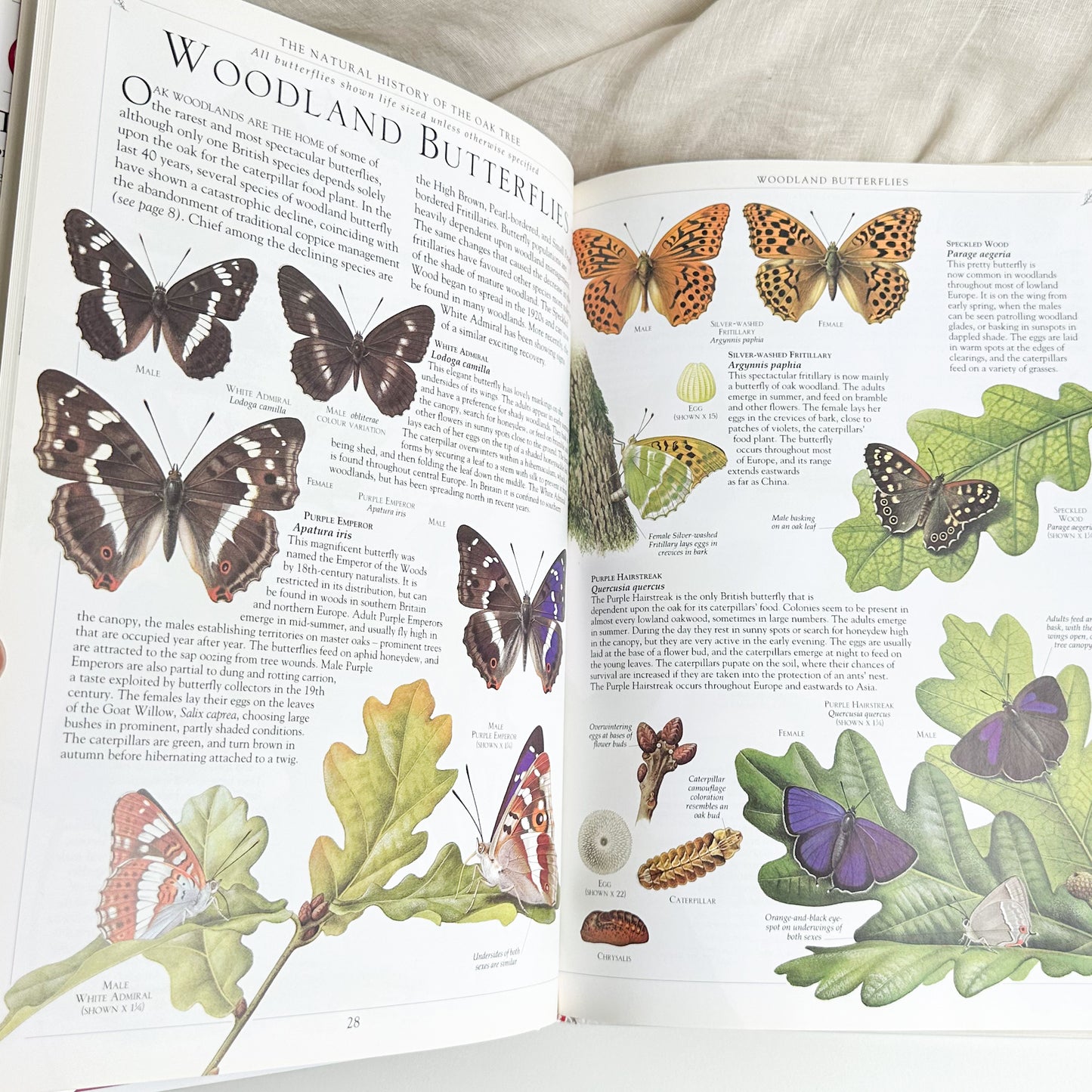 Oak Tree Book