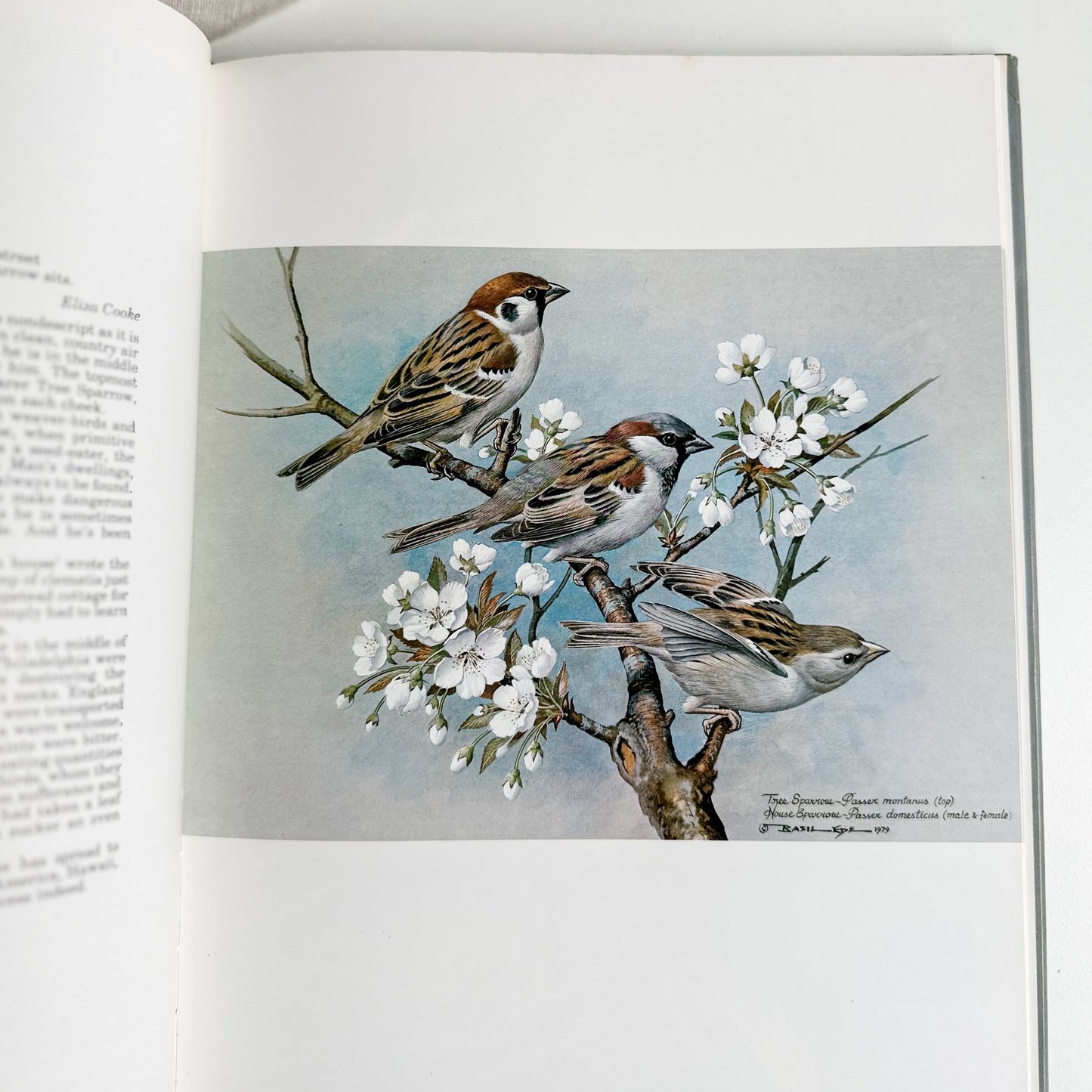 “Basil Ede’s Birds” Illustrated Book