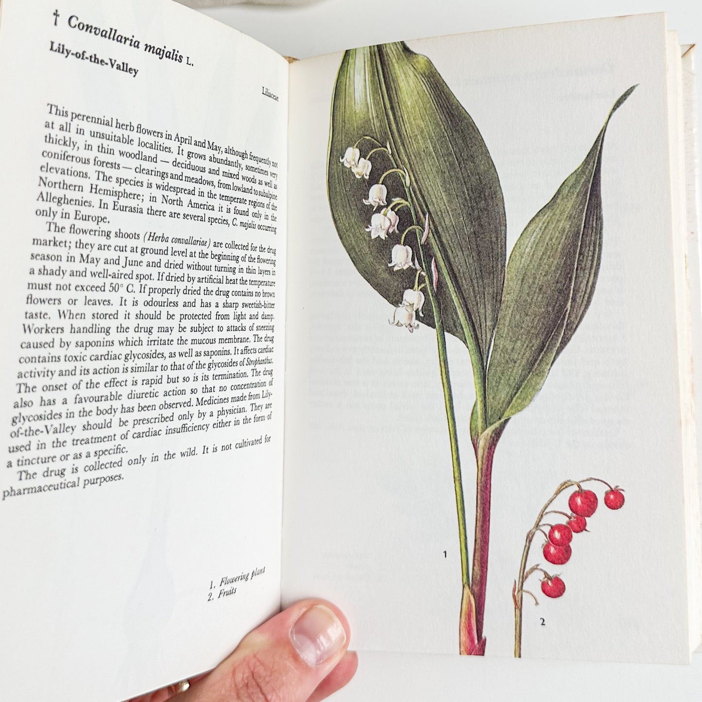 Illustrated Herbs Guide