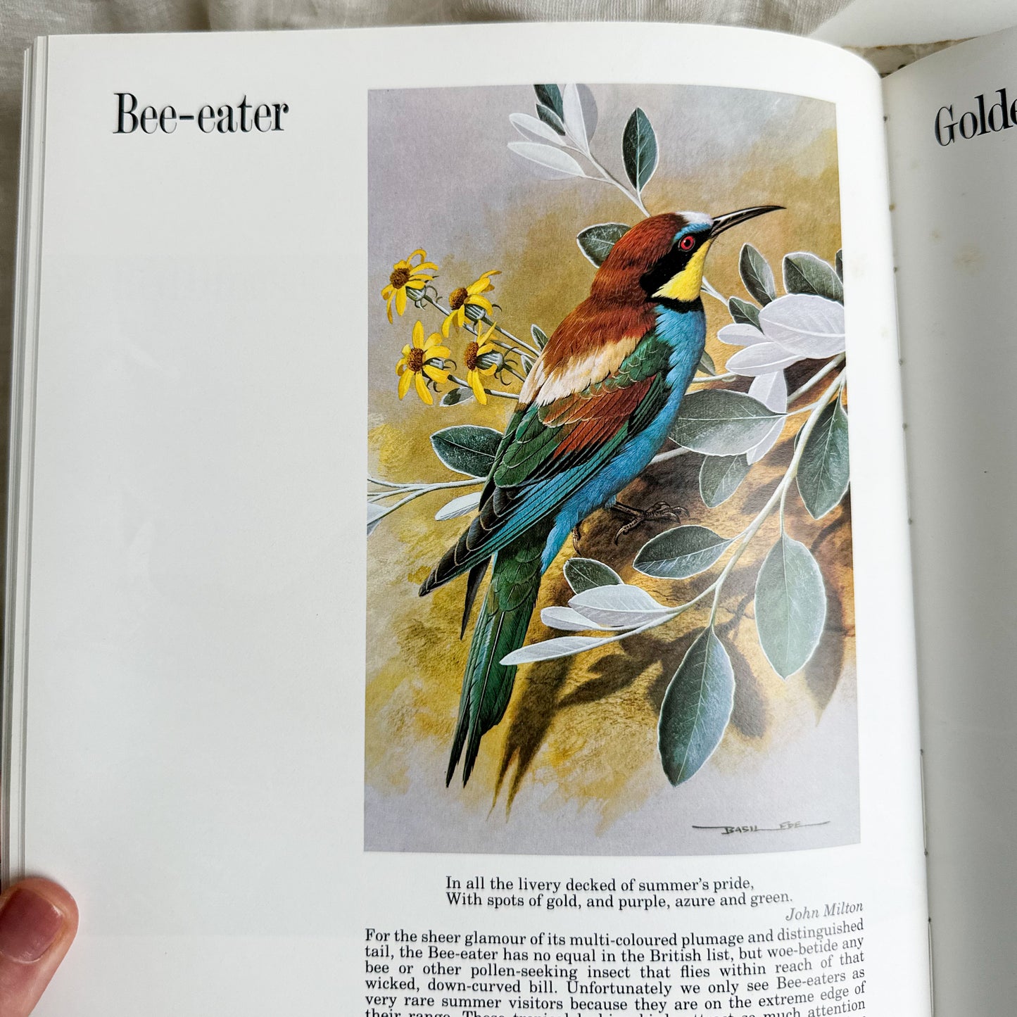 “Basil Ede’s Birds” Illustrated Book