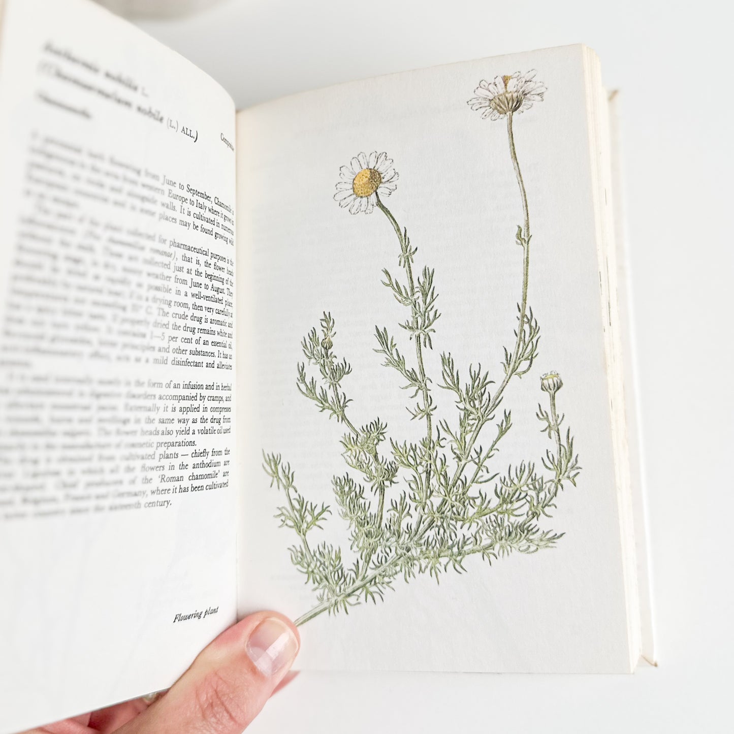 Illustrated Herbs Guide