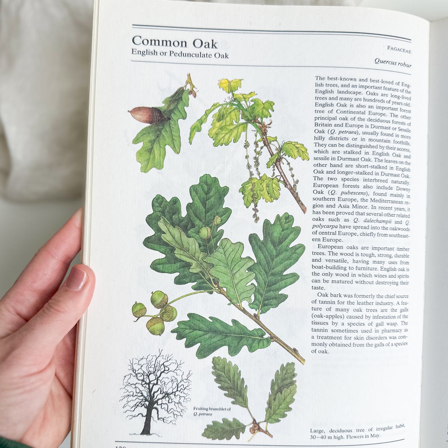 The Illustrated Book of Trees & Shrubs