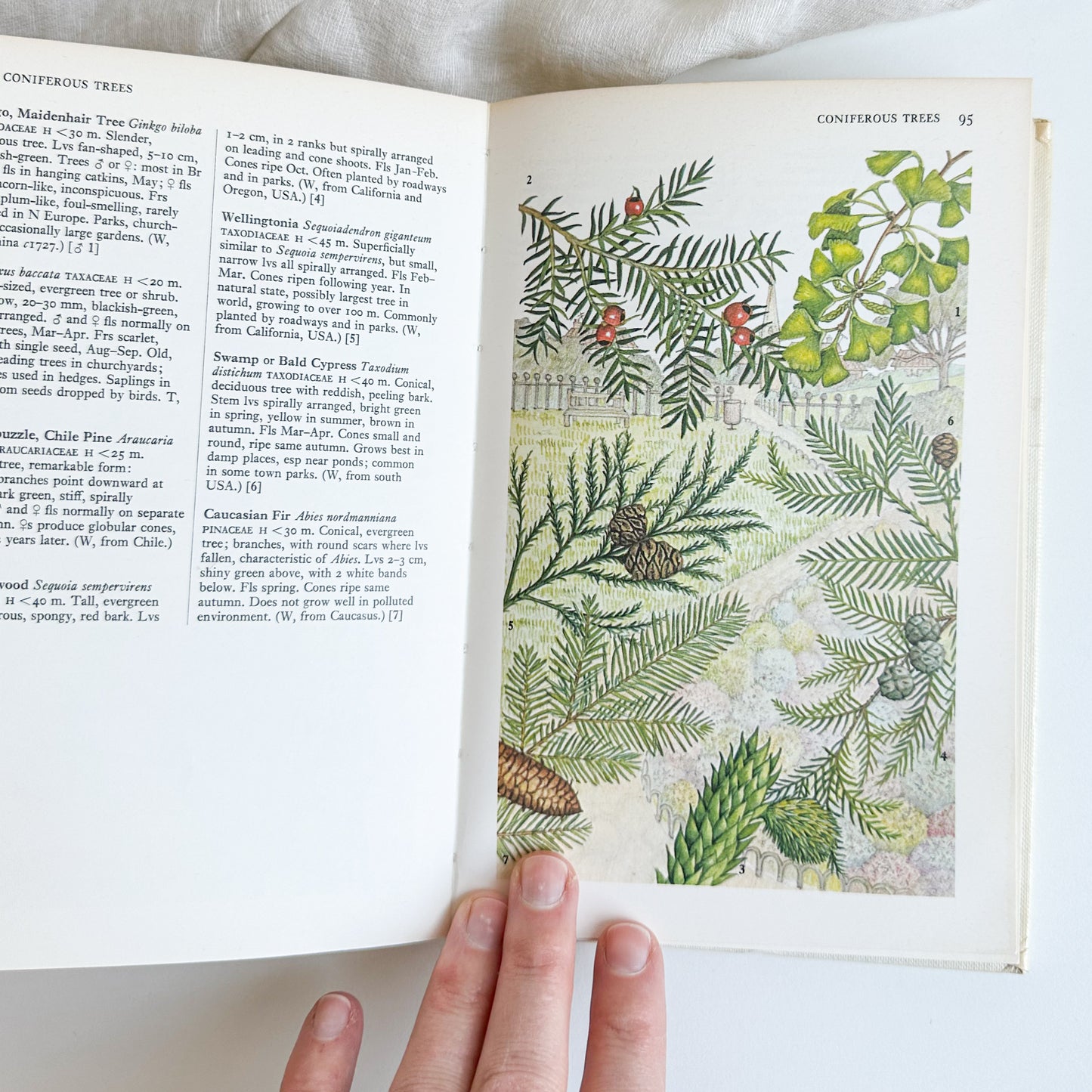 Towns and Gardens - Illustrated Book