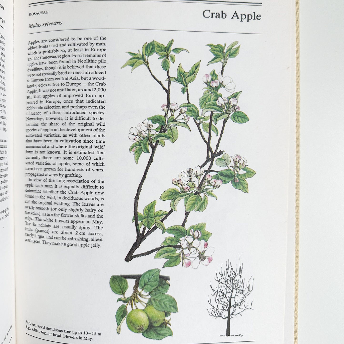 The Illustrated Book of Trees & Shrubs