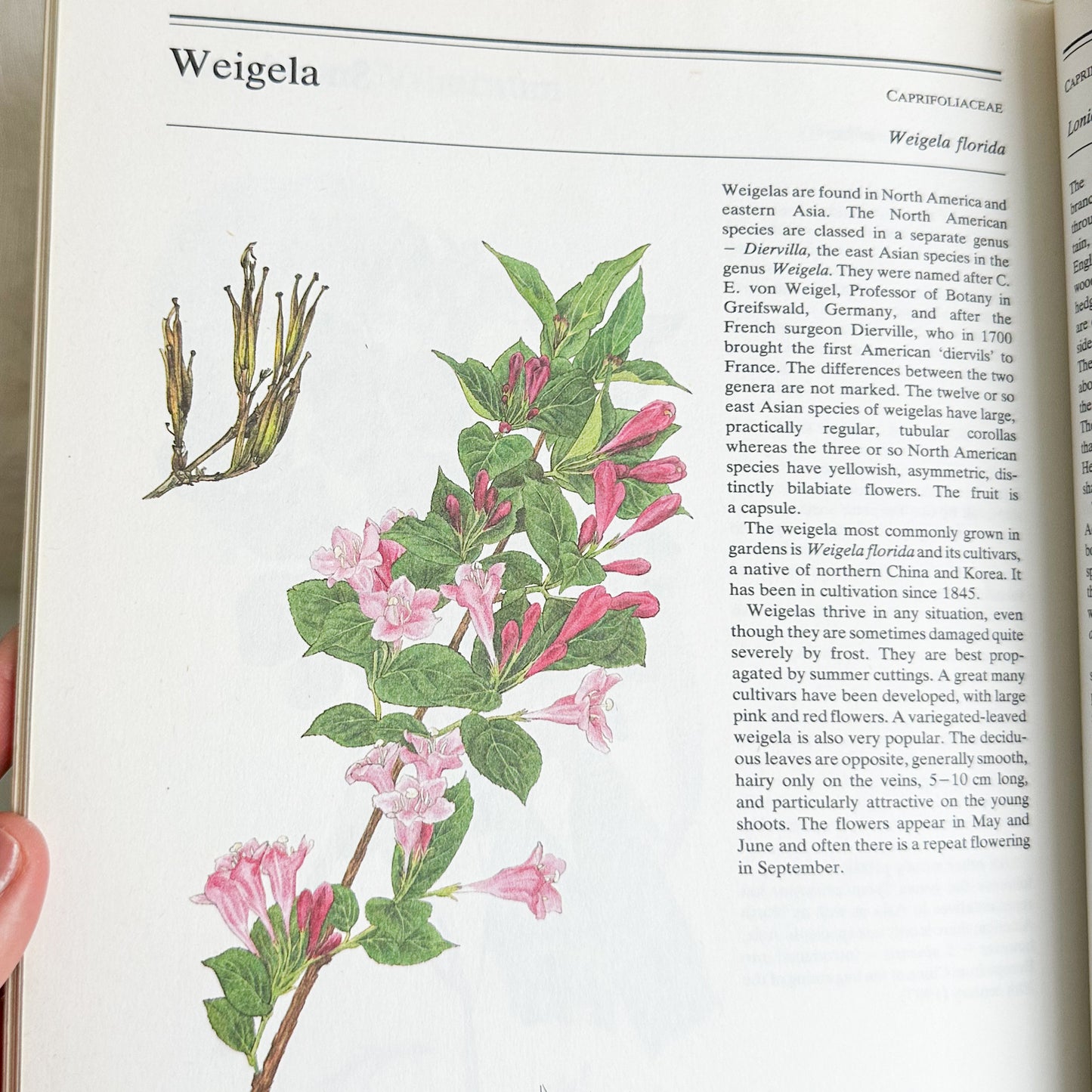 The Illustrated Book of Trees & Shrubs