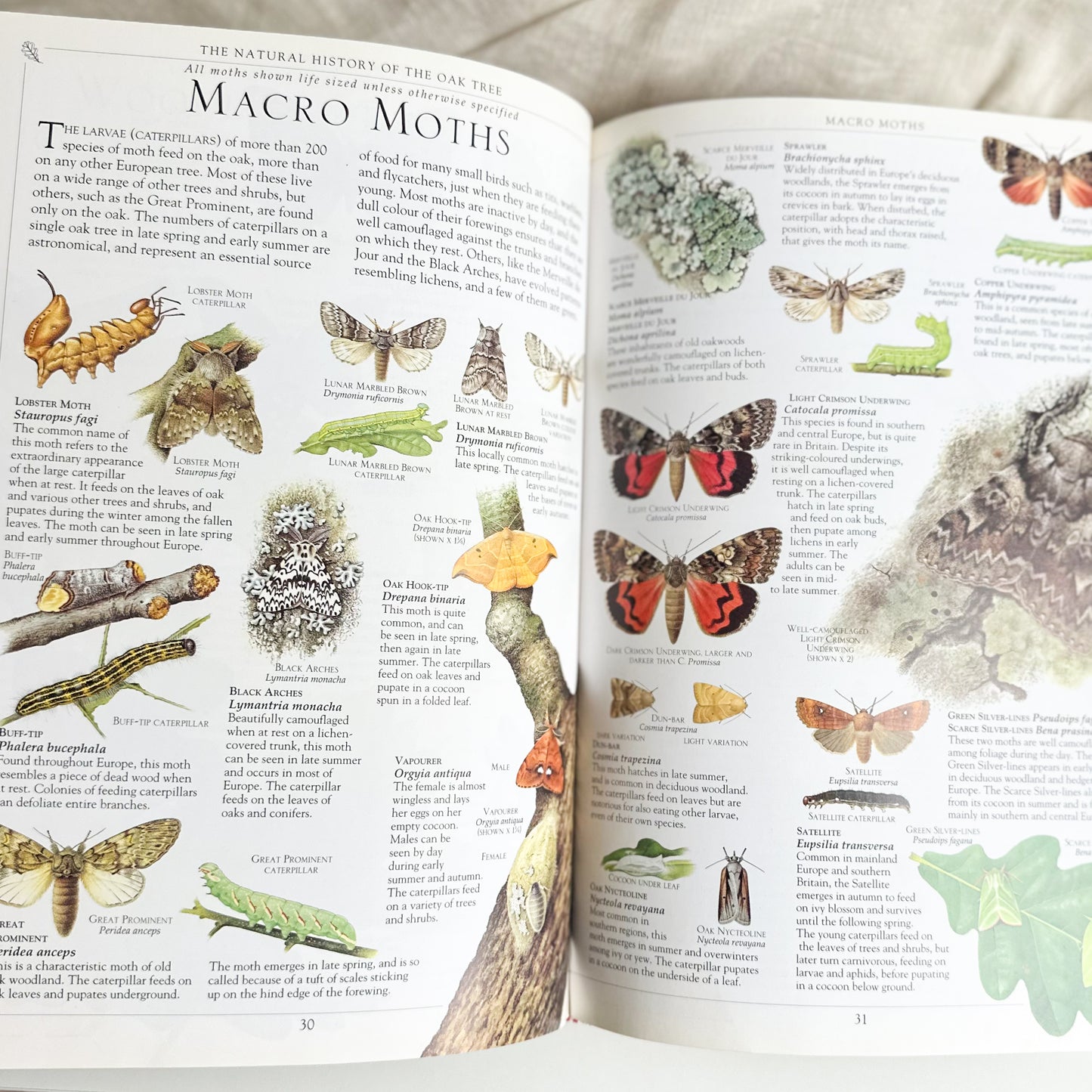 Oak Tree Book