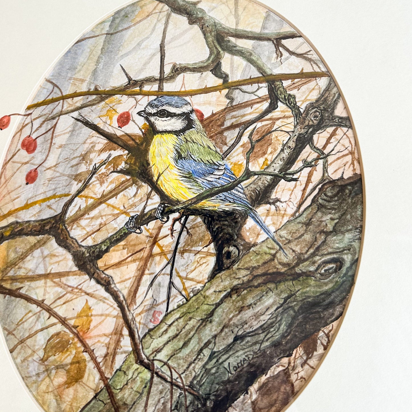 Framed Blue Tit Watercolour