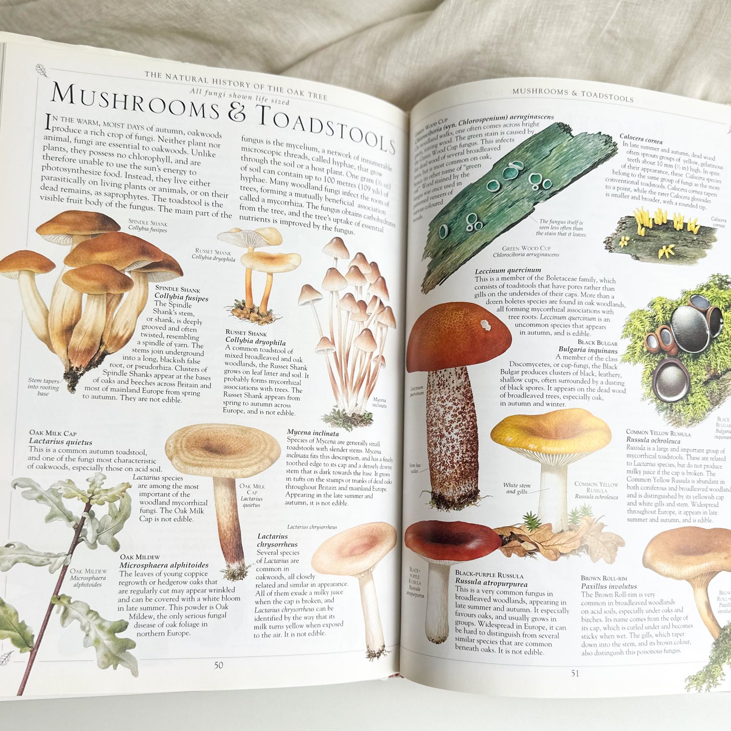 Oak Tree Book