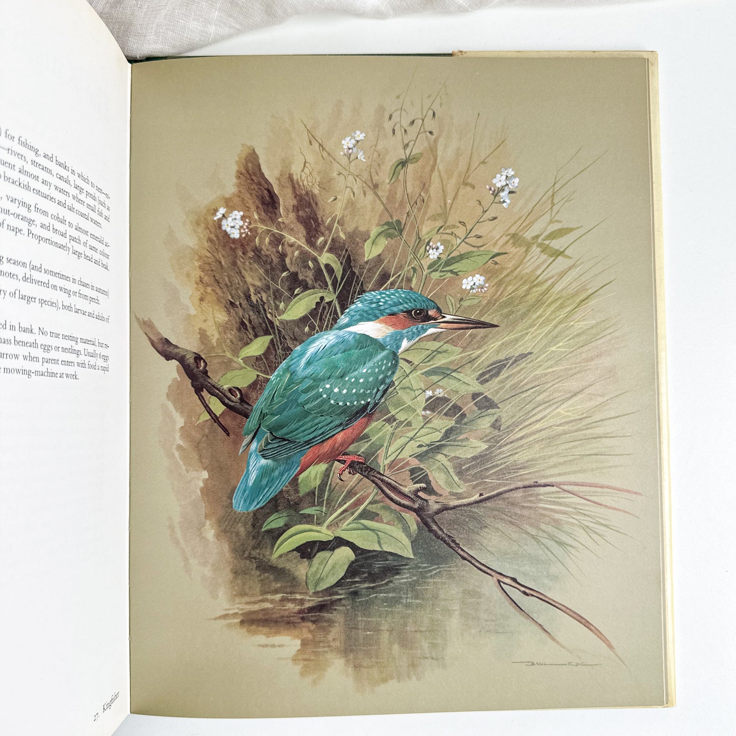 “Birds of Town and Village” Illustrated Book