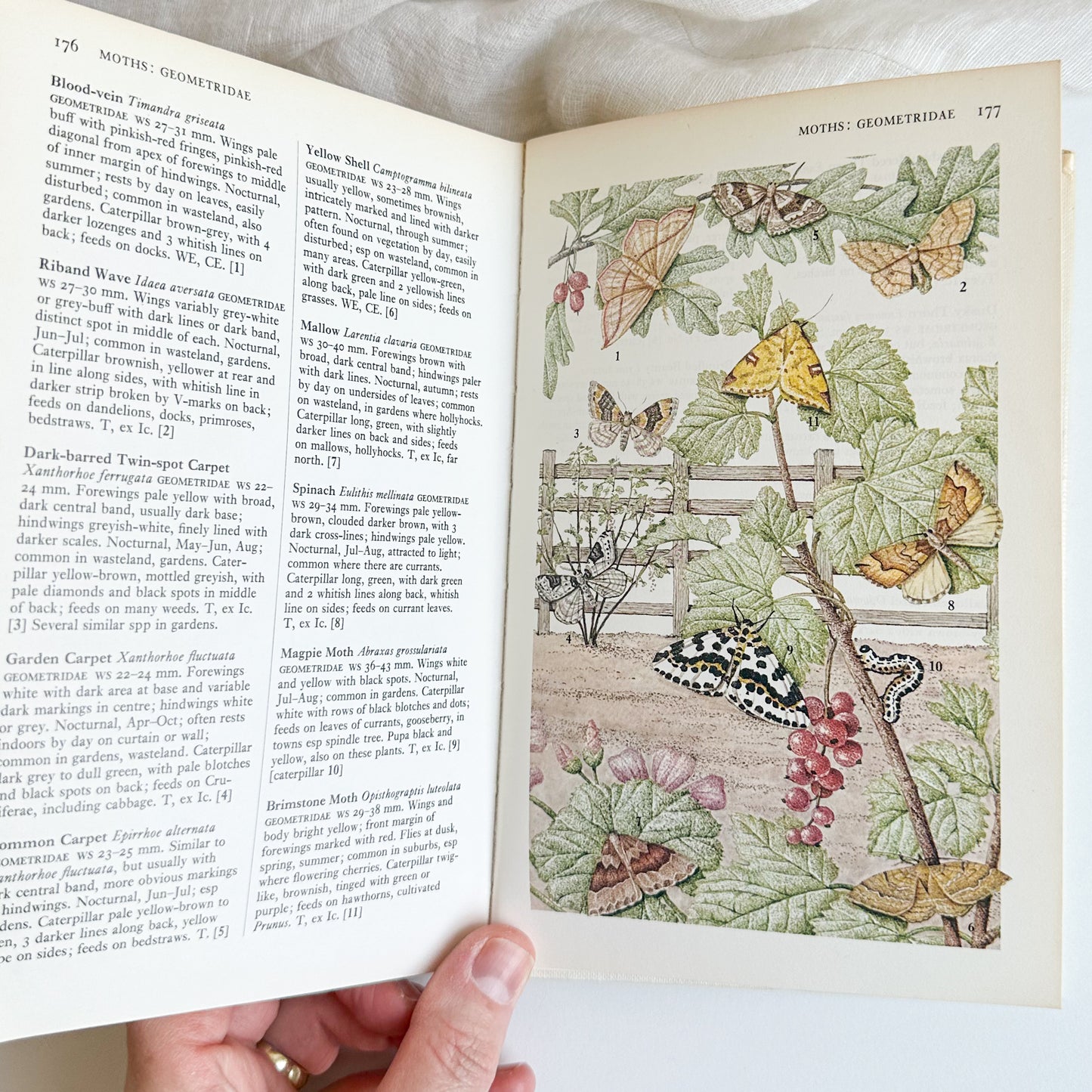 Towns and Gardens - Illustrated Book