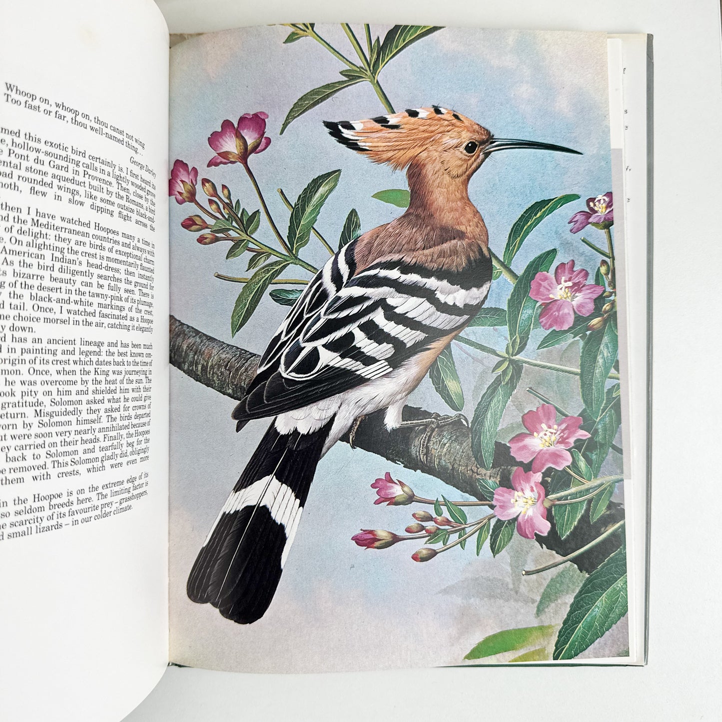 “Basil Ede’s Birds” Illustrated Book