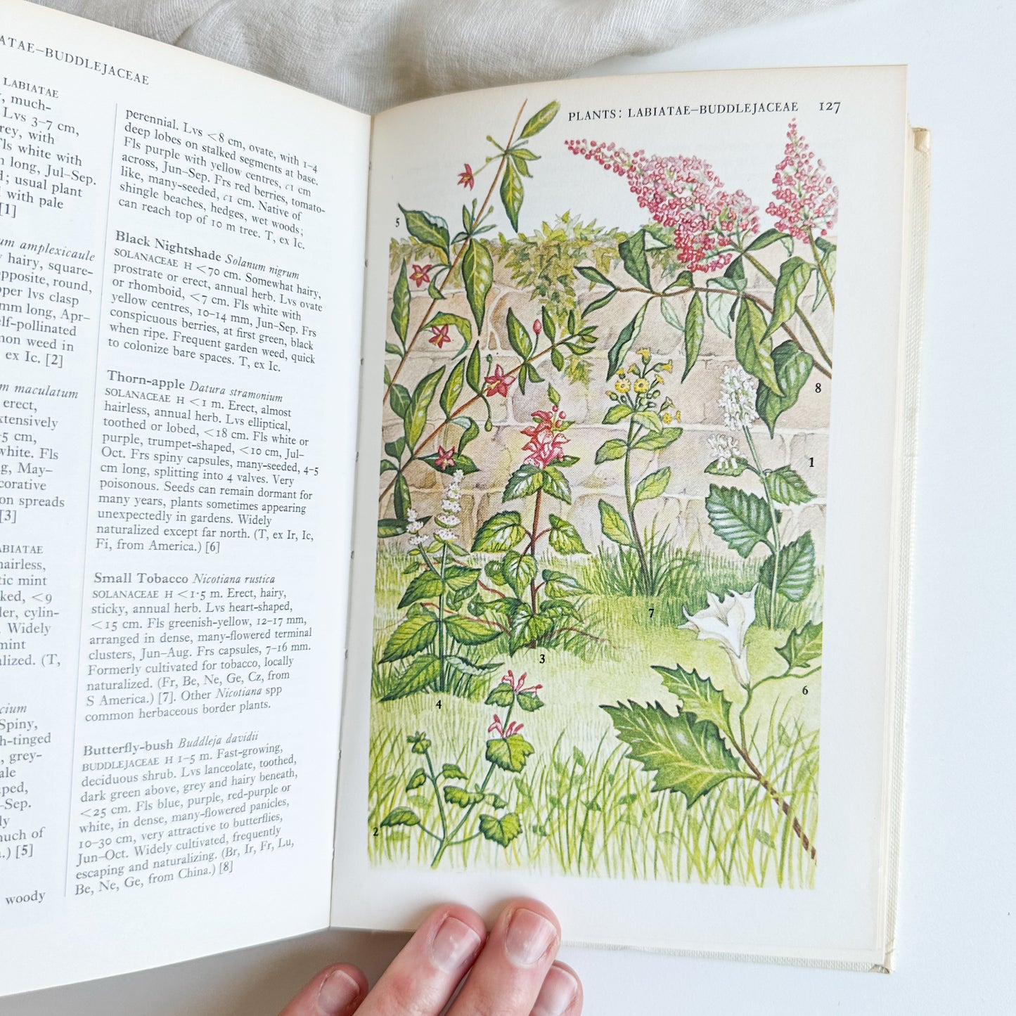 Towns and Gardens - Illustrated Book