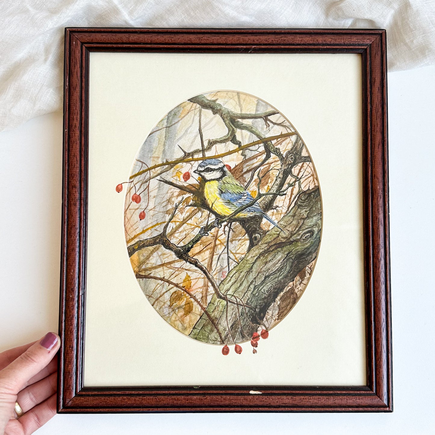 Framed Blue Tit Watercolour