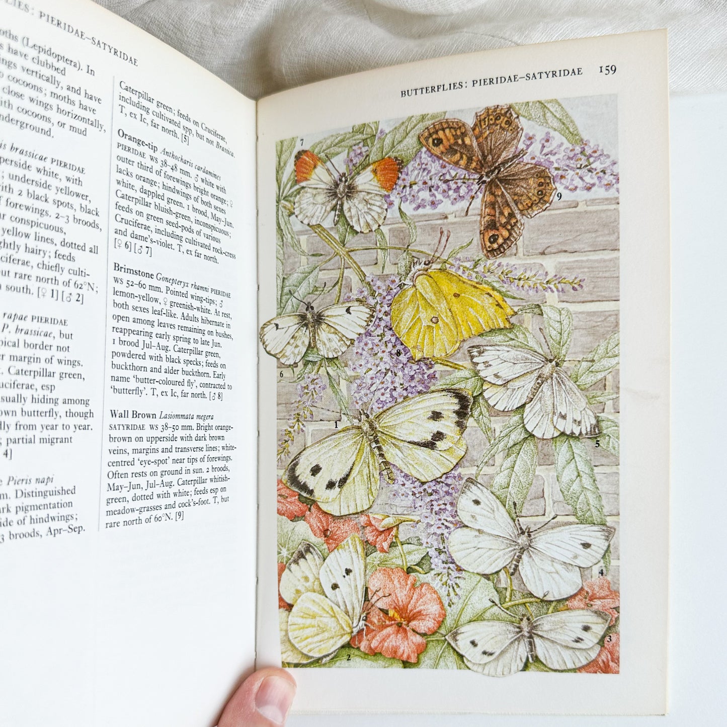 Towns and Gardens - Illustrated Book