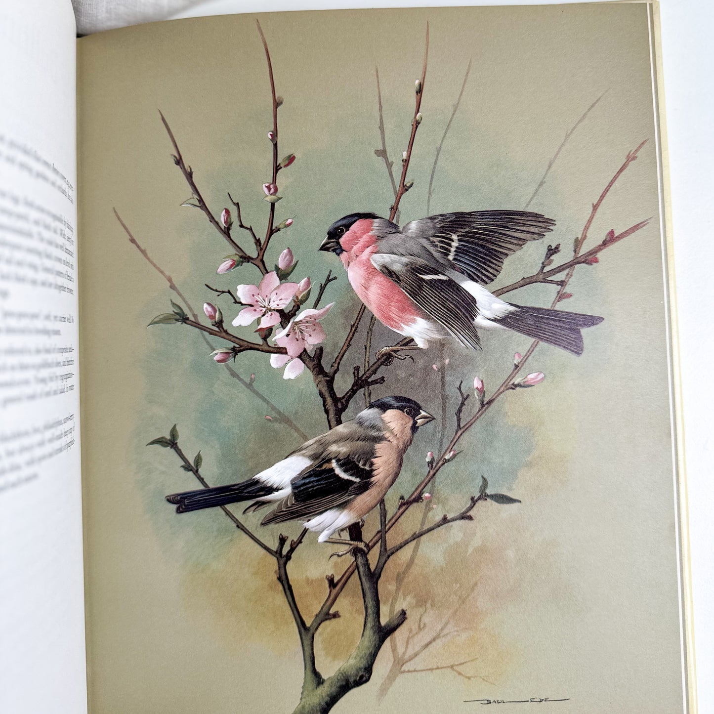 “Birds of Town and Village” Illustrated Book