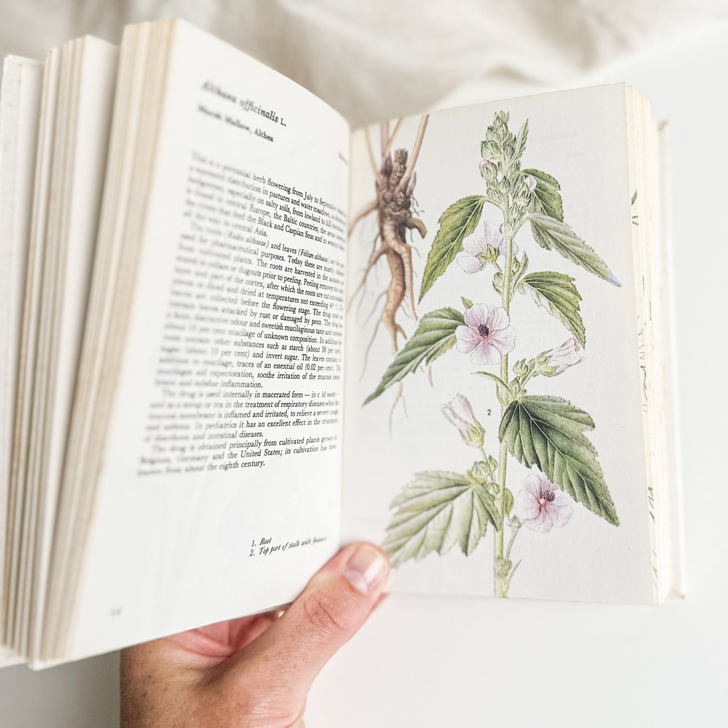 Illustrated Herbs Guide