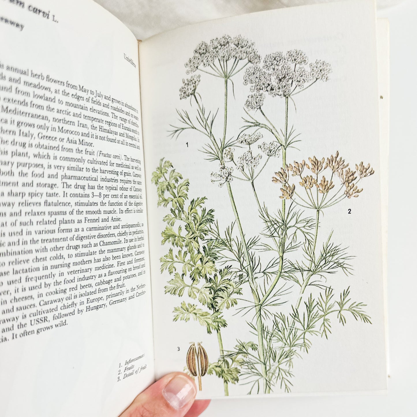 Illustrated Herbs Guide