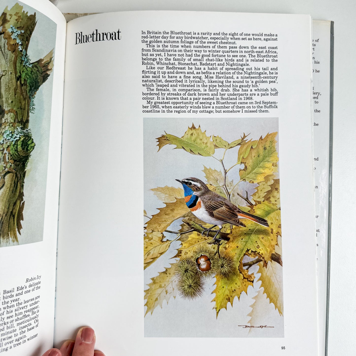 “Basil Ede’s Birds” Illustrated Book