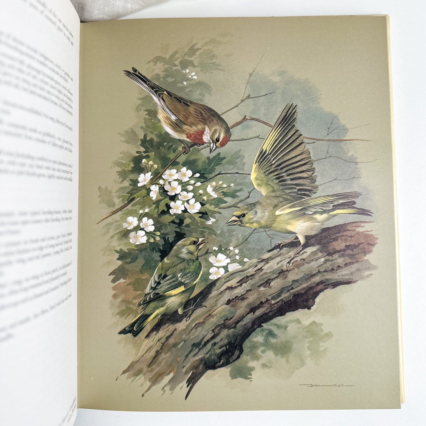 “Birds of Town and Village” Illustrated Book