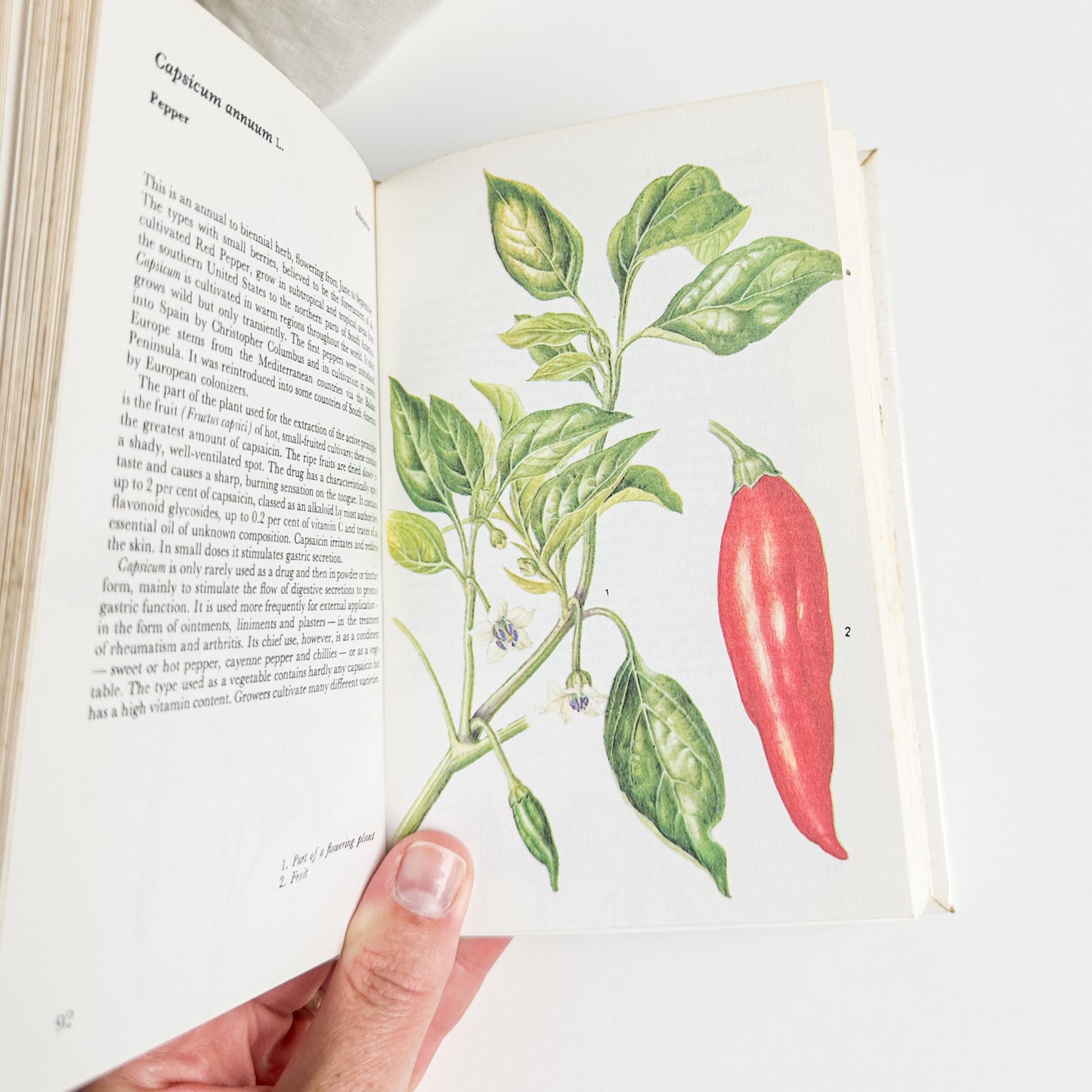 Illustrated Herbs Guide