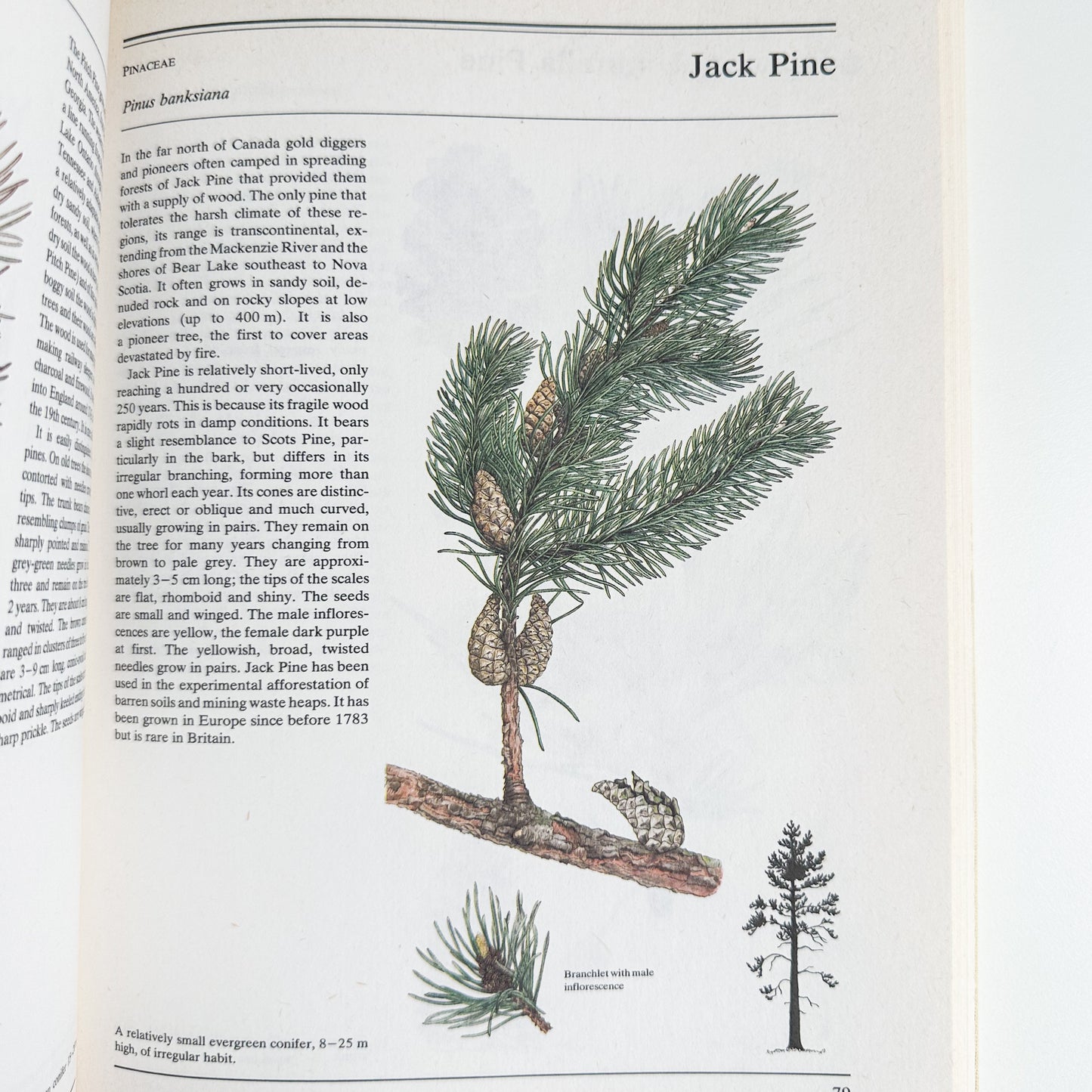 The Illustrated Book of Trees & Shrubs