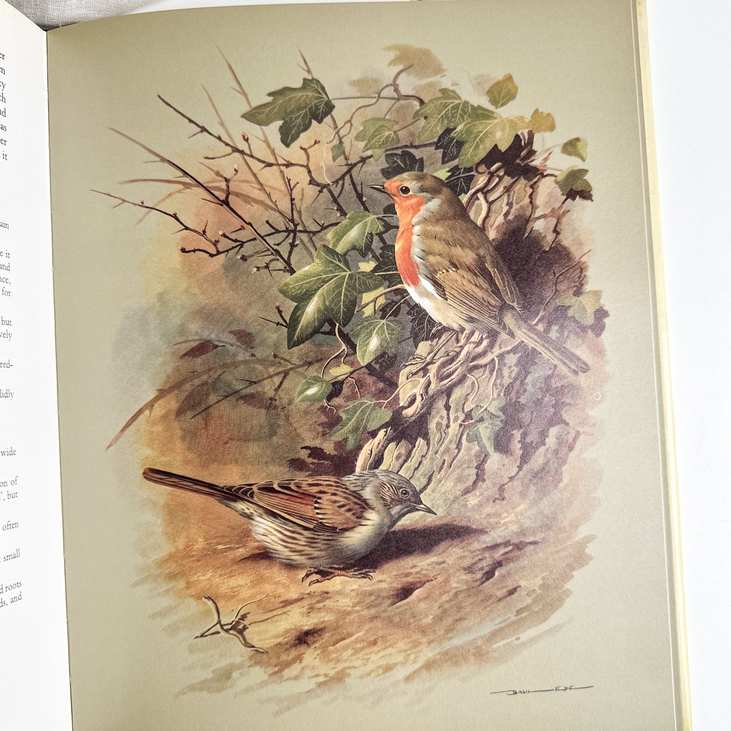 “Birds of Town and Village” Illustrated Book