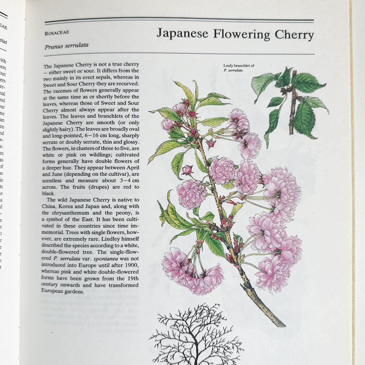 The Illustrated Book of Trees & Shrubs