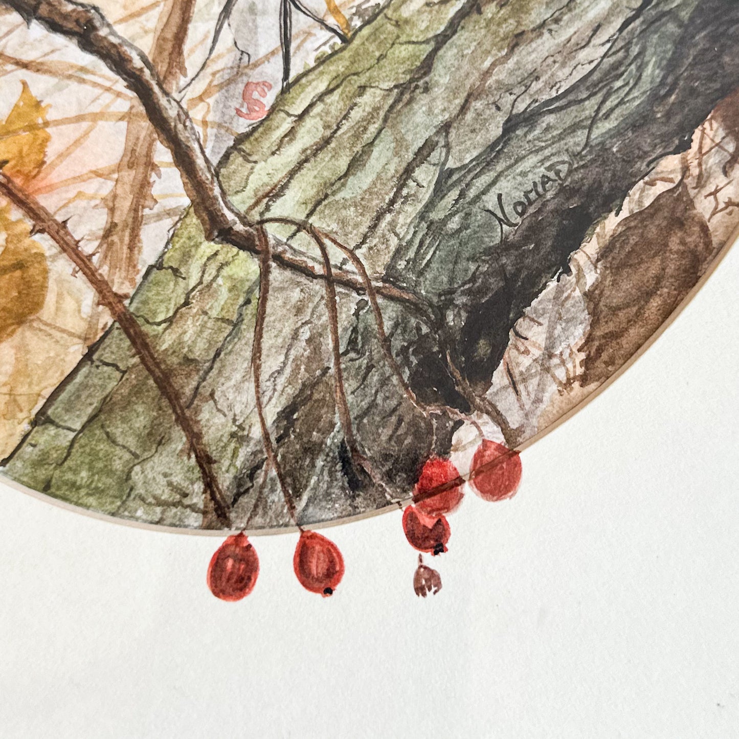 Framed Blue Tit Watercolour