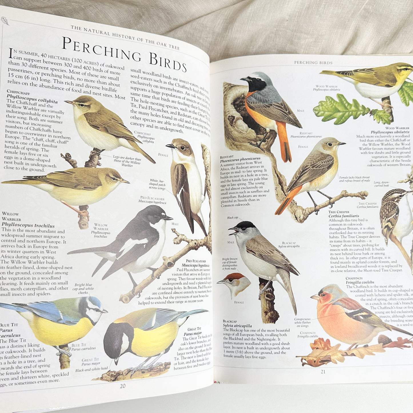 Oak Tree Book