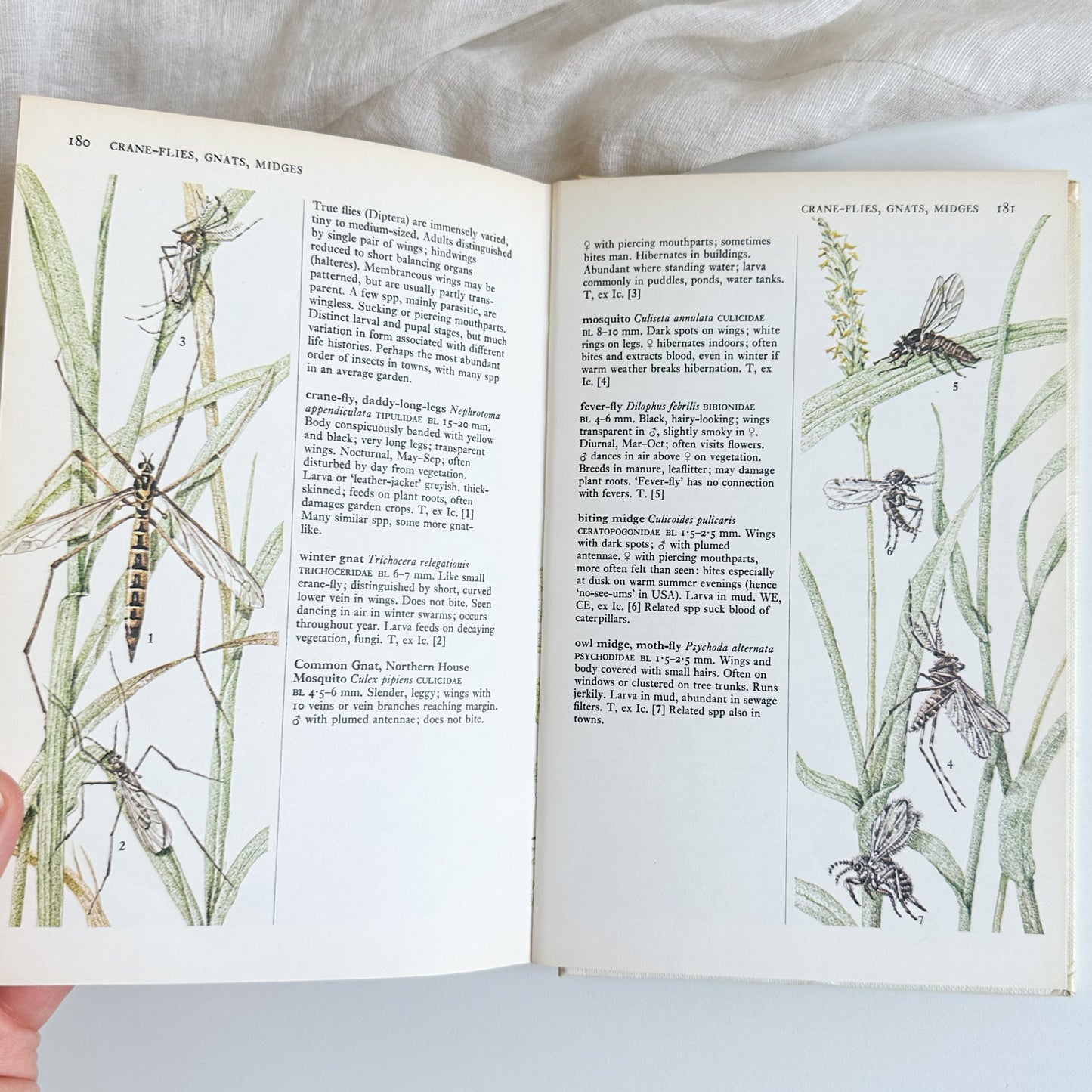 Towns and Gardens - Illustrated Book