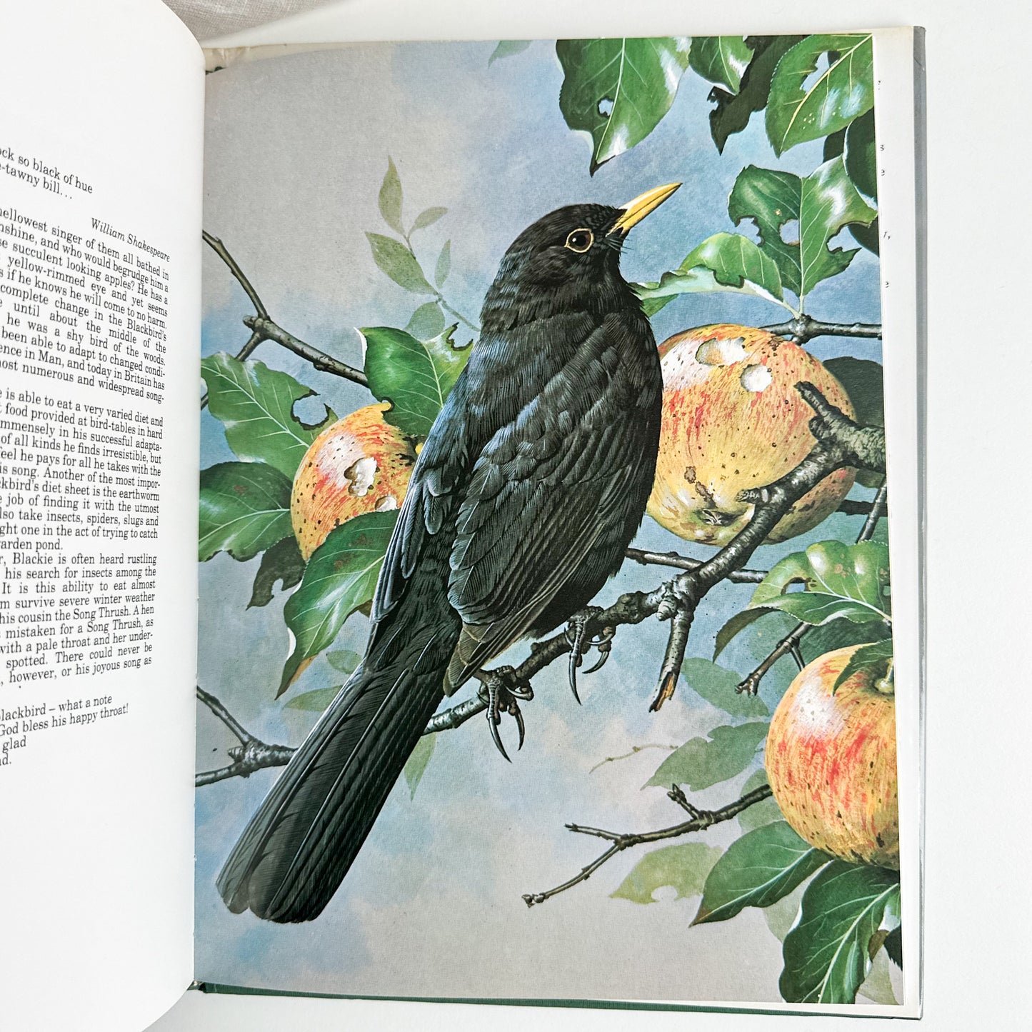 “Basil Ede’s Birds” Illustrated Book