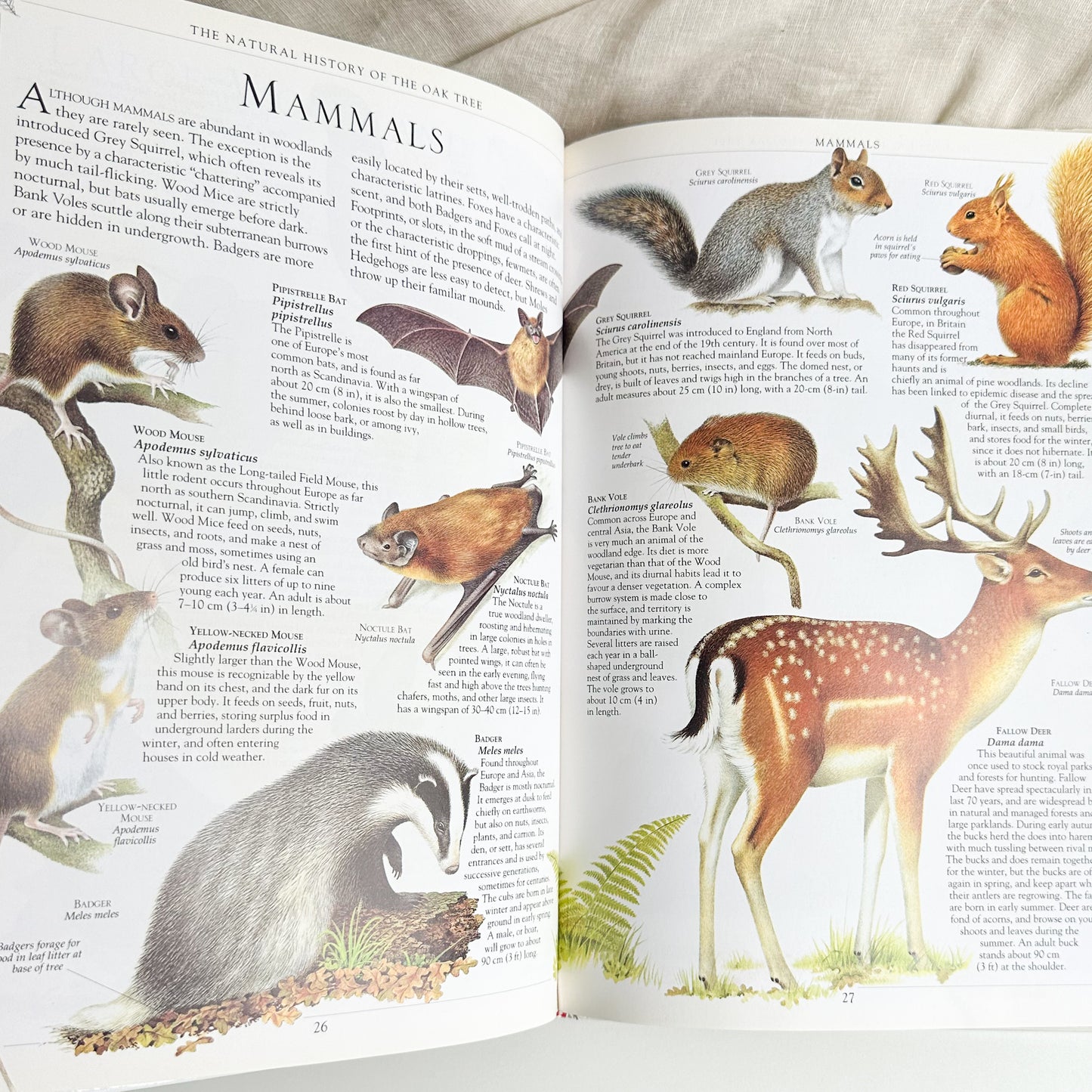 Oak Tree Book