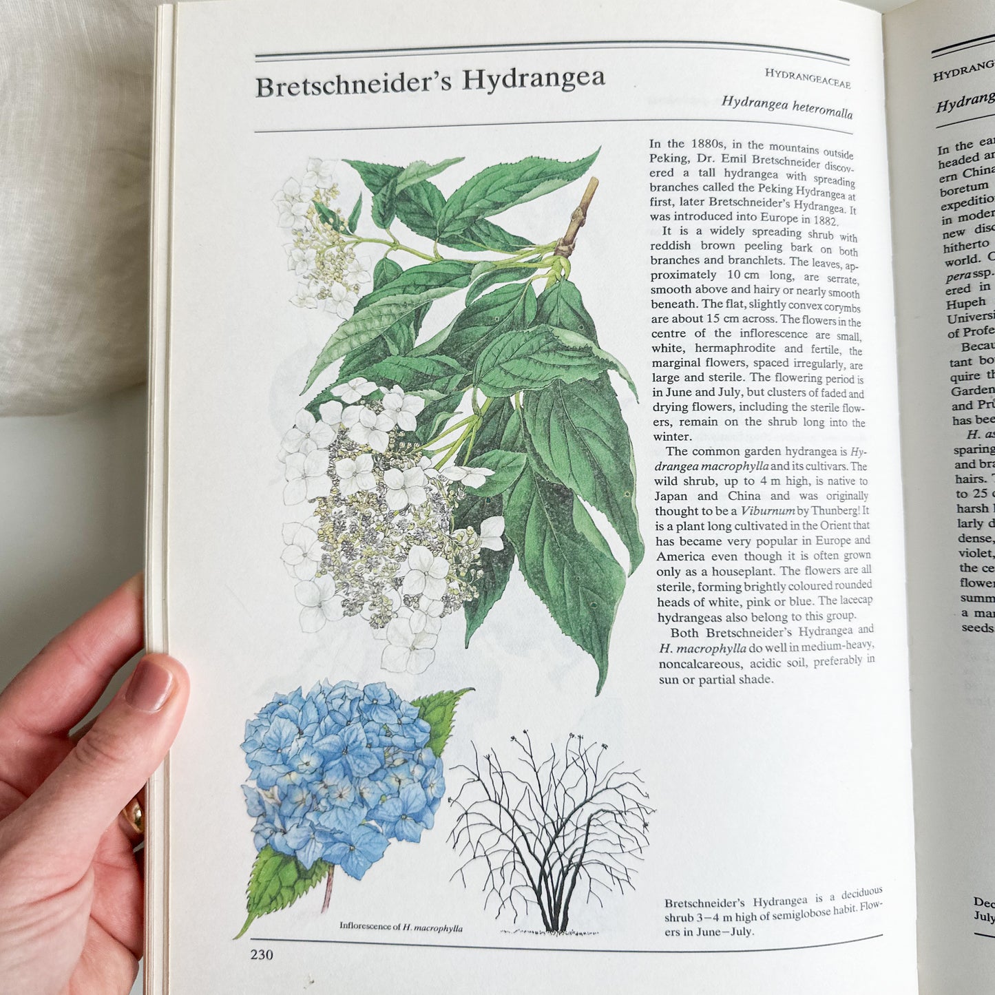 The Illustrated Book of Trees & Shrubs