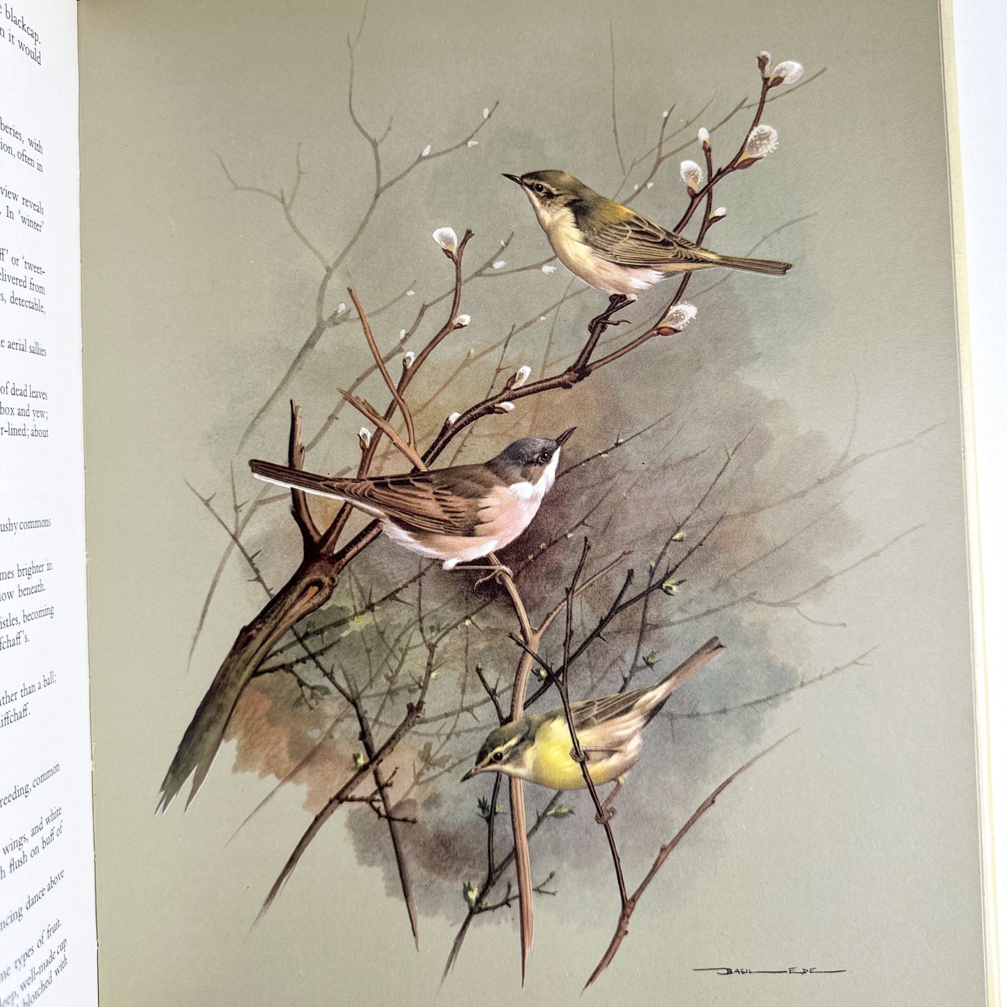 “Birds of Town and Village” Illustrated Book