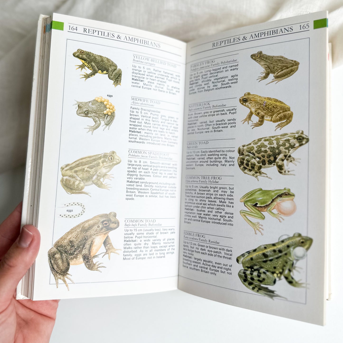 Field Guide to the Wildlife