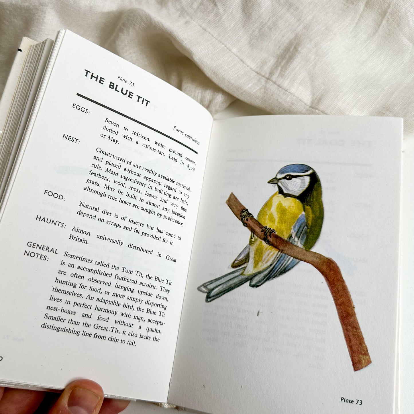 Spotting Birds Pocket Guide