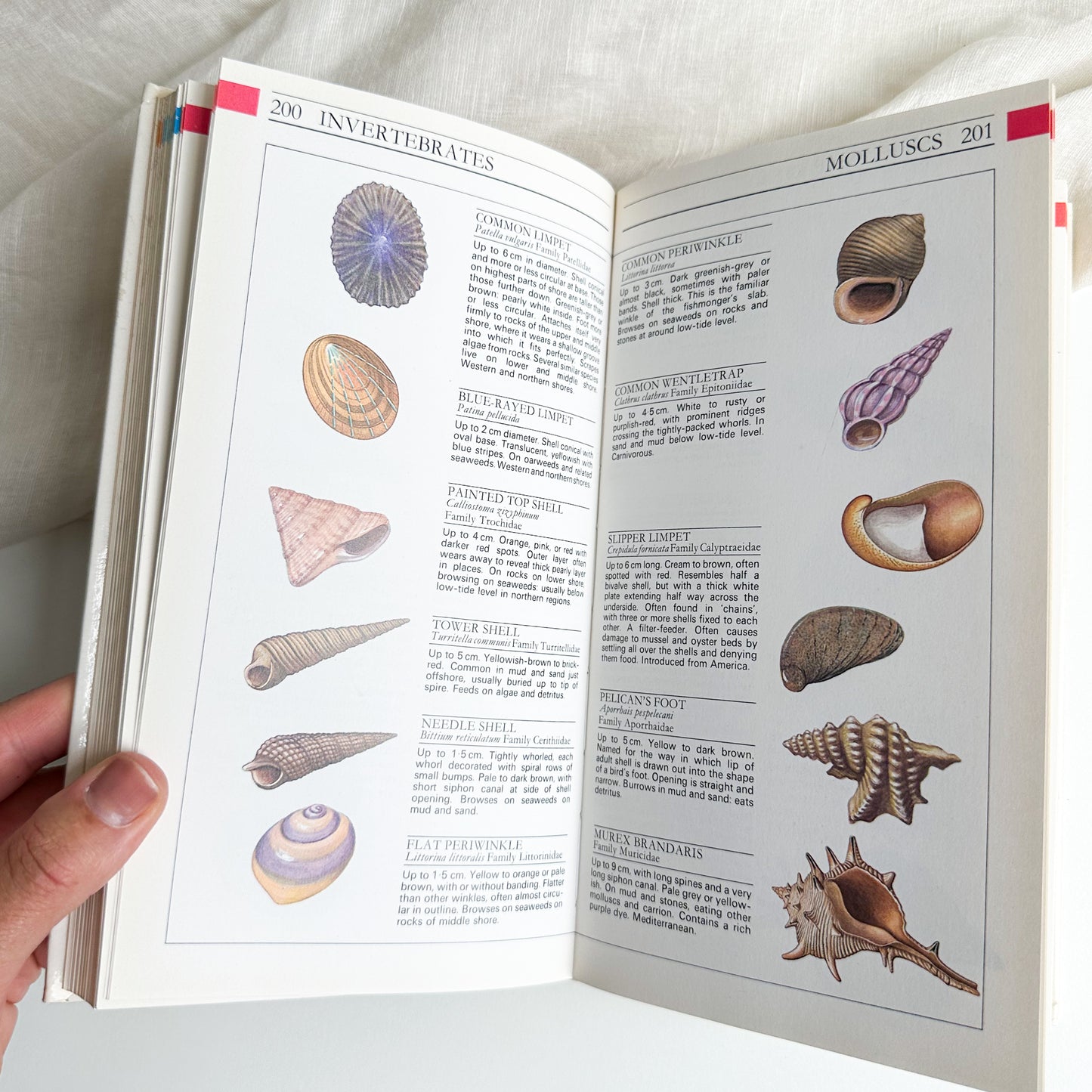 Field Guide to the Wildlife