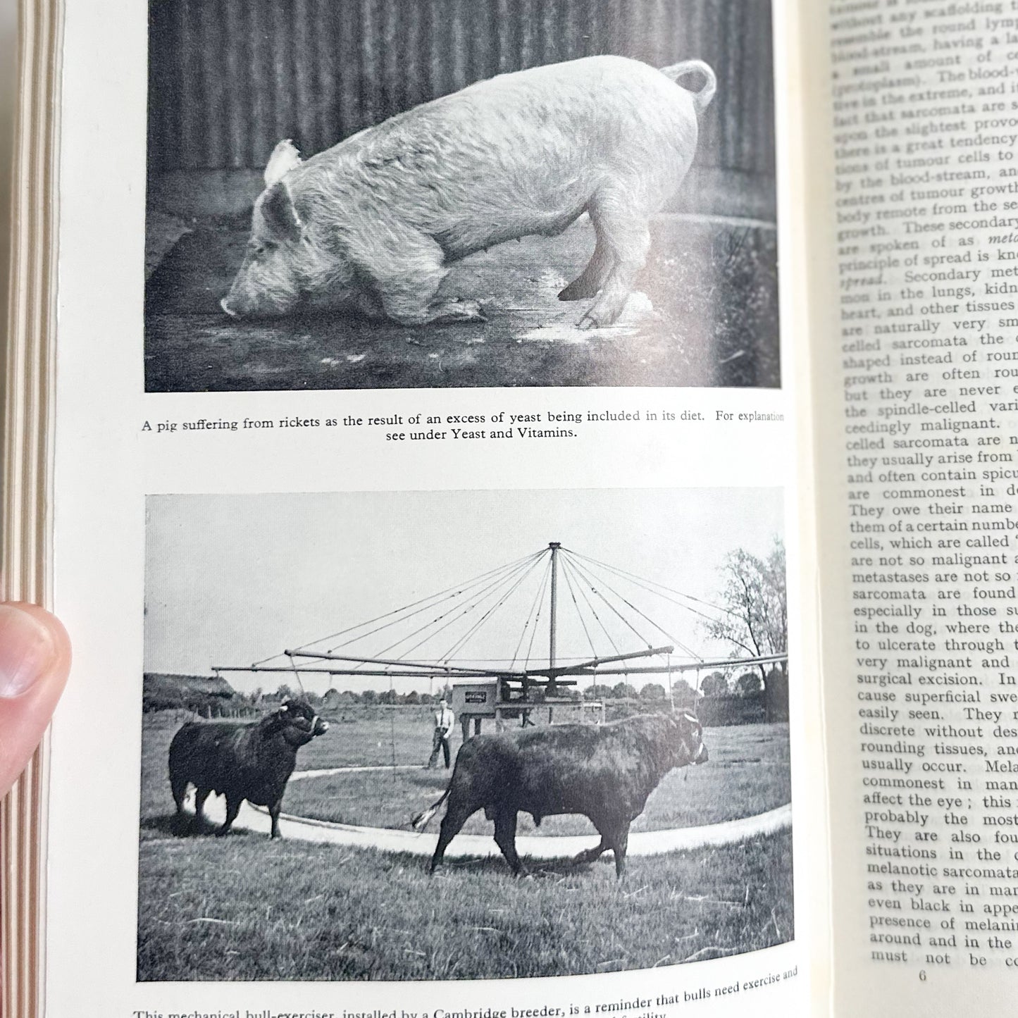 Black’s Veterinary Dictionary