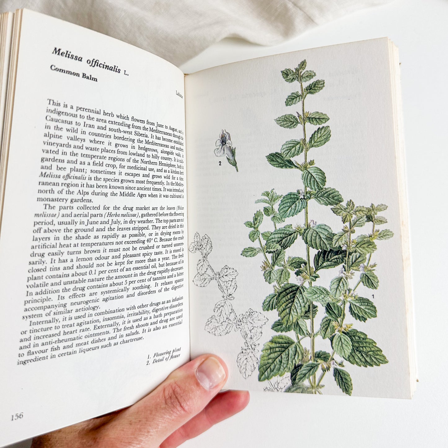 Illustrated Herbs Guide
