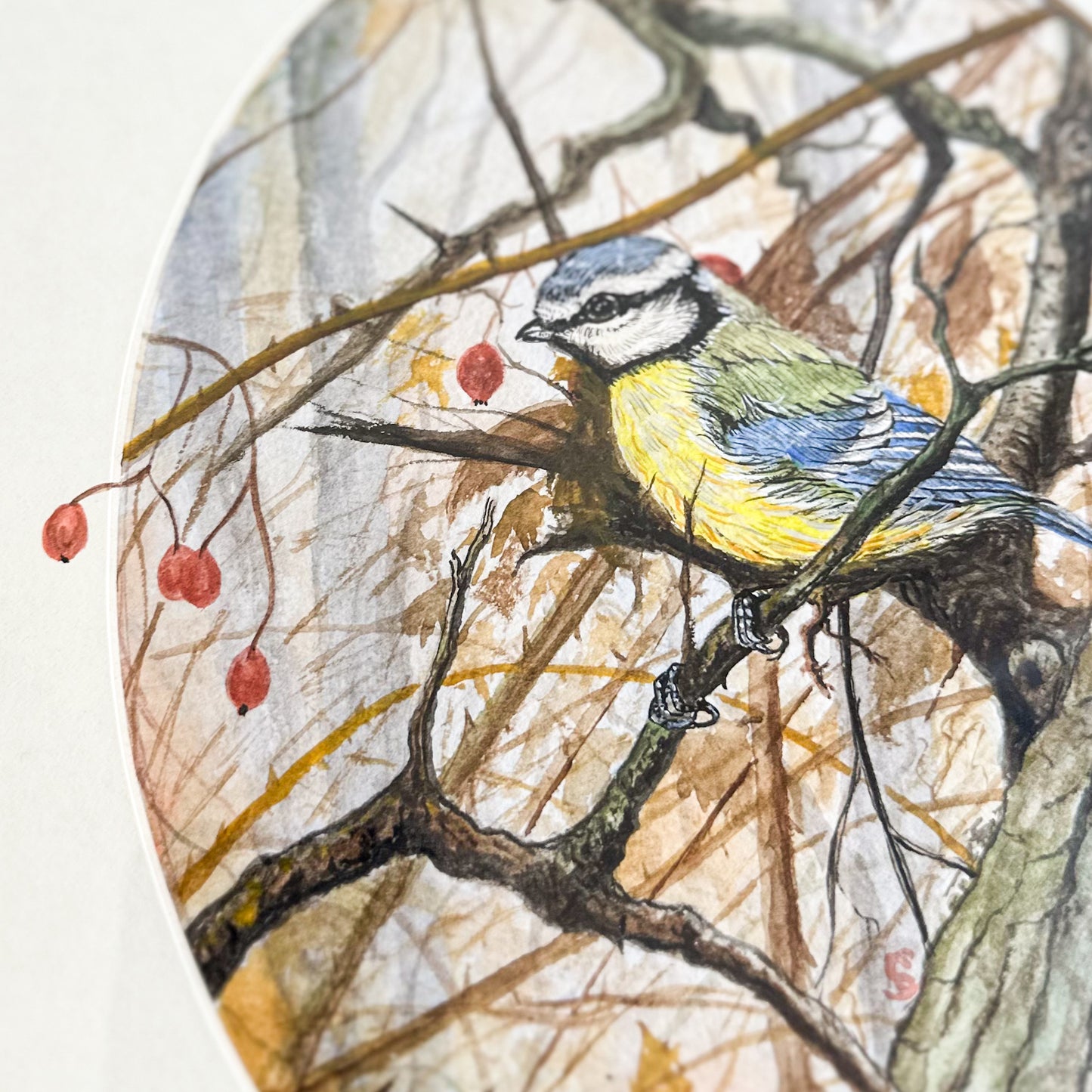 Framed Blue Tit Watercolour