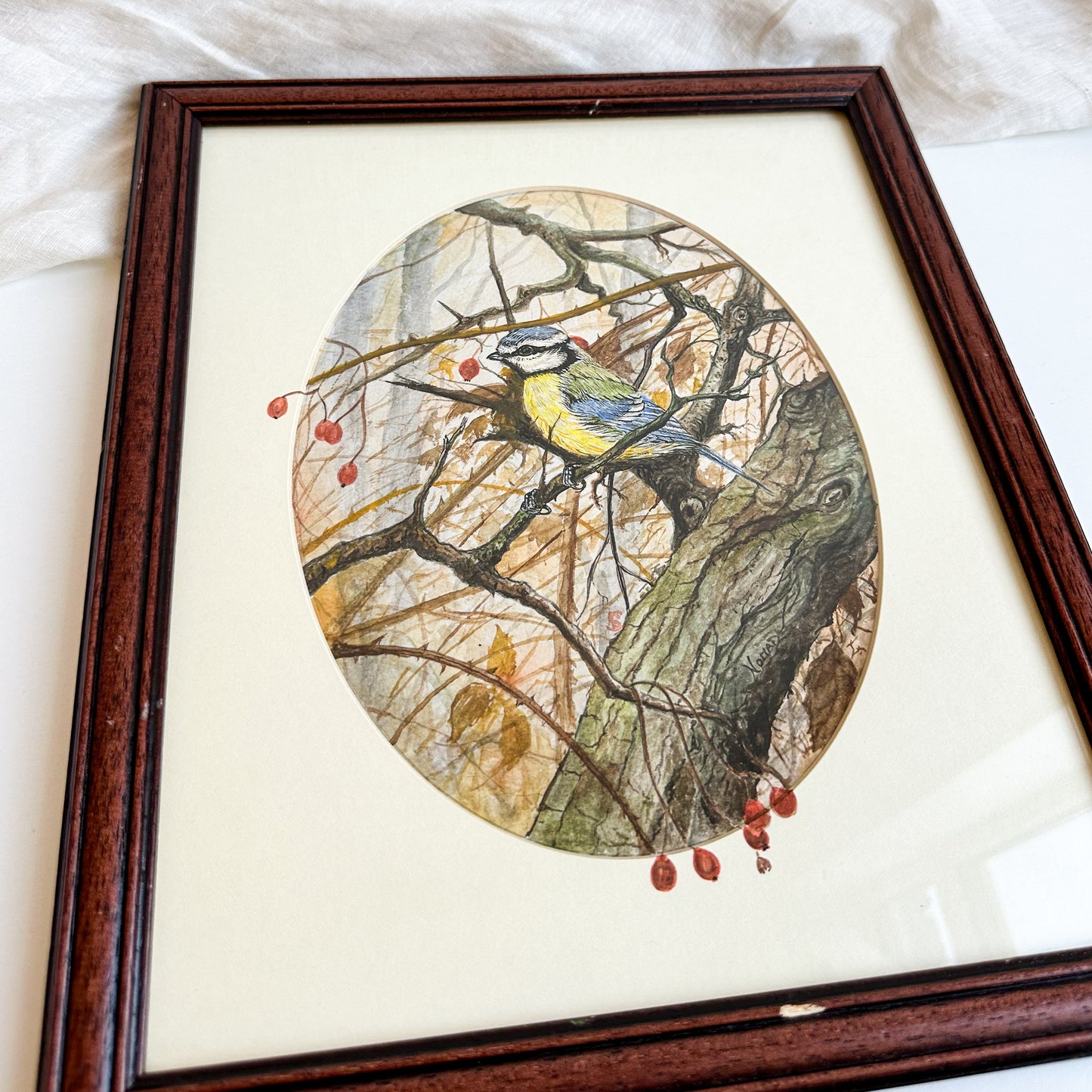 Framed Blue Tit Watercolour