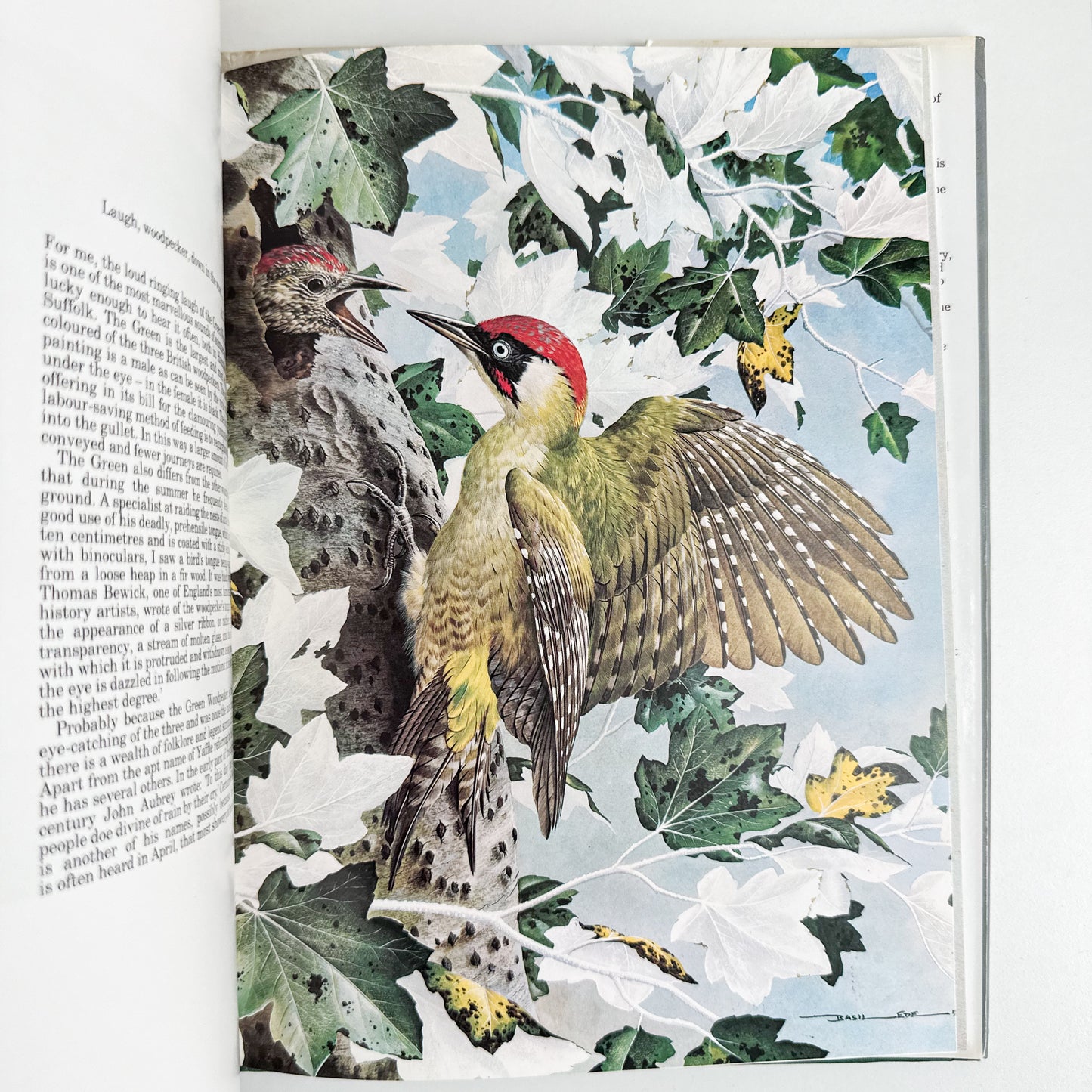 “Basil Ede’s Birds” Illustrated Book