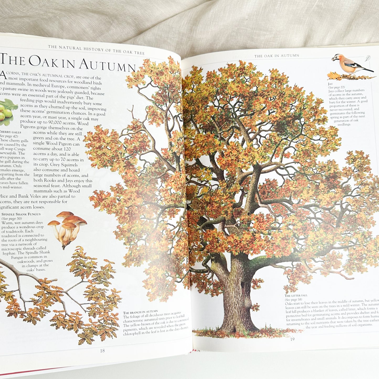 Oak Tree Book