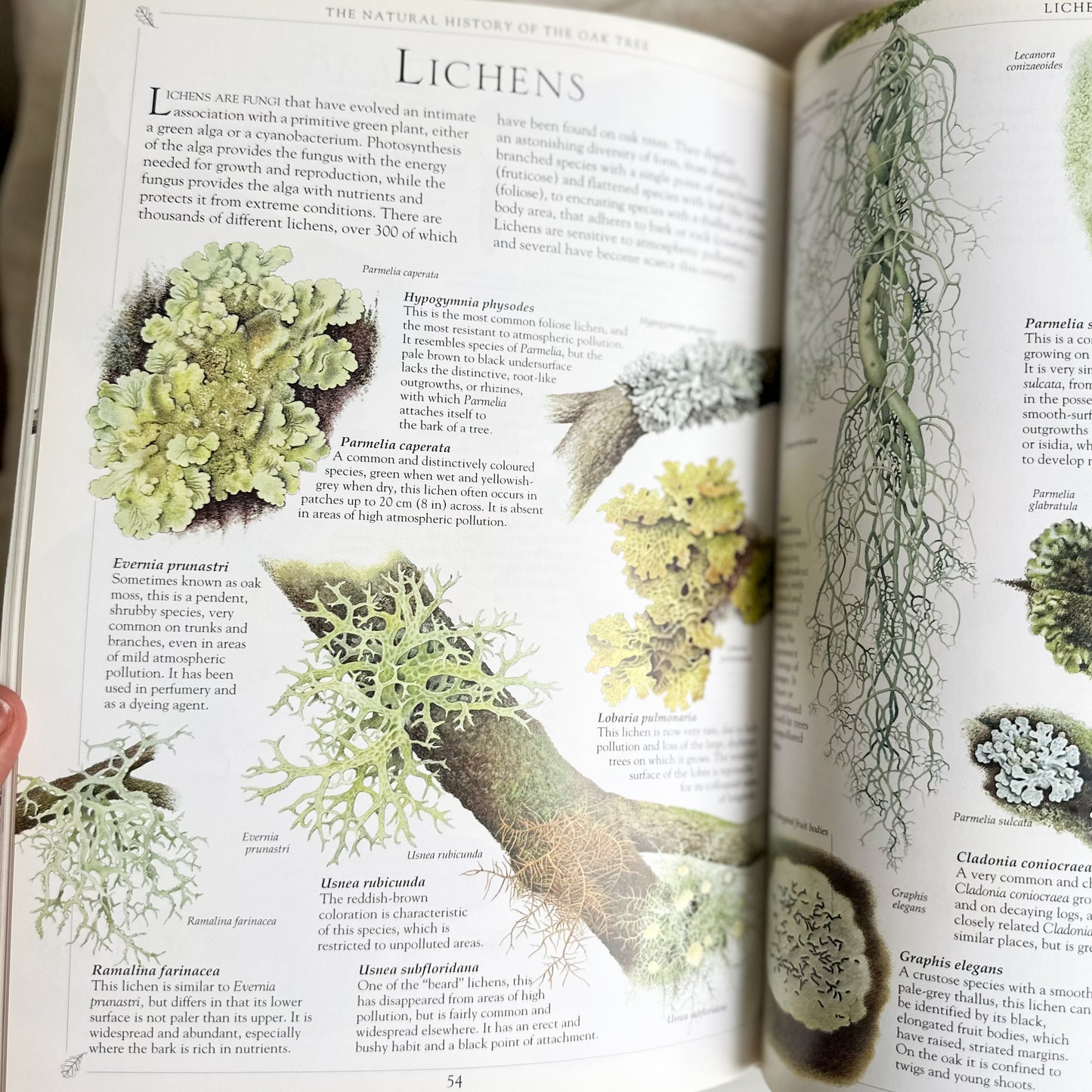 Oak Tree Book
