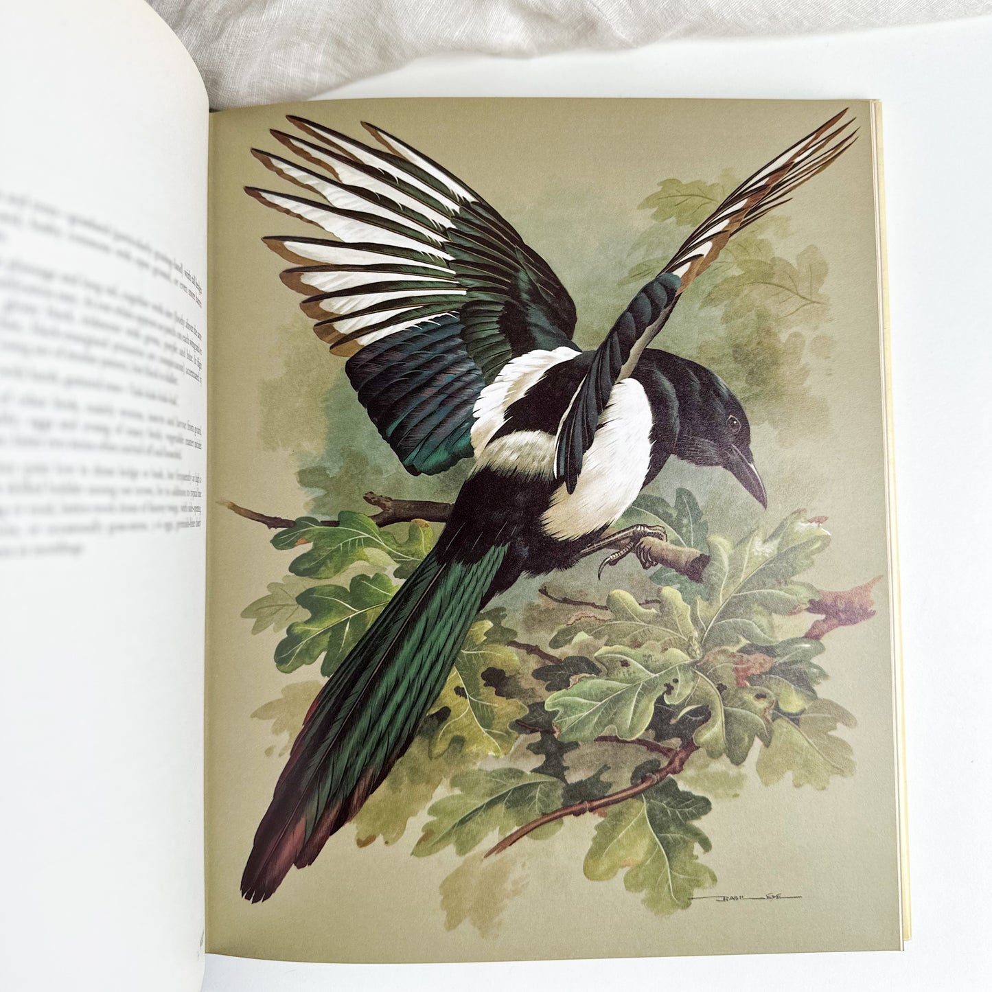 “Birds of Town and Village” Illustrated Book