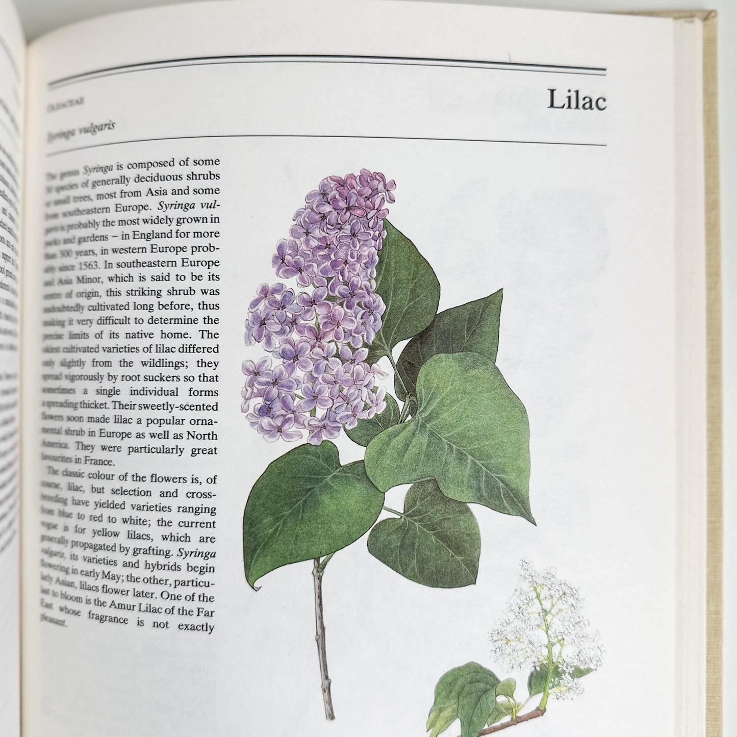 The Illustrated Book of Trees & Shrubs