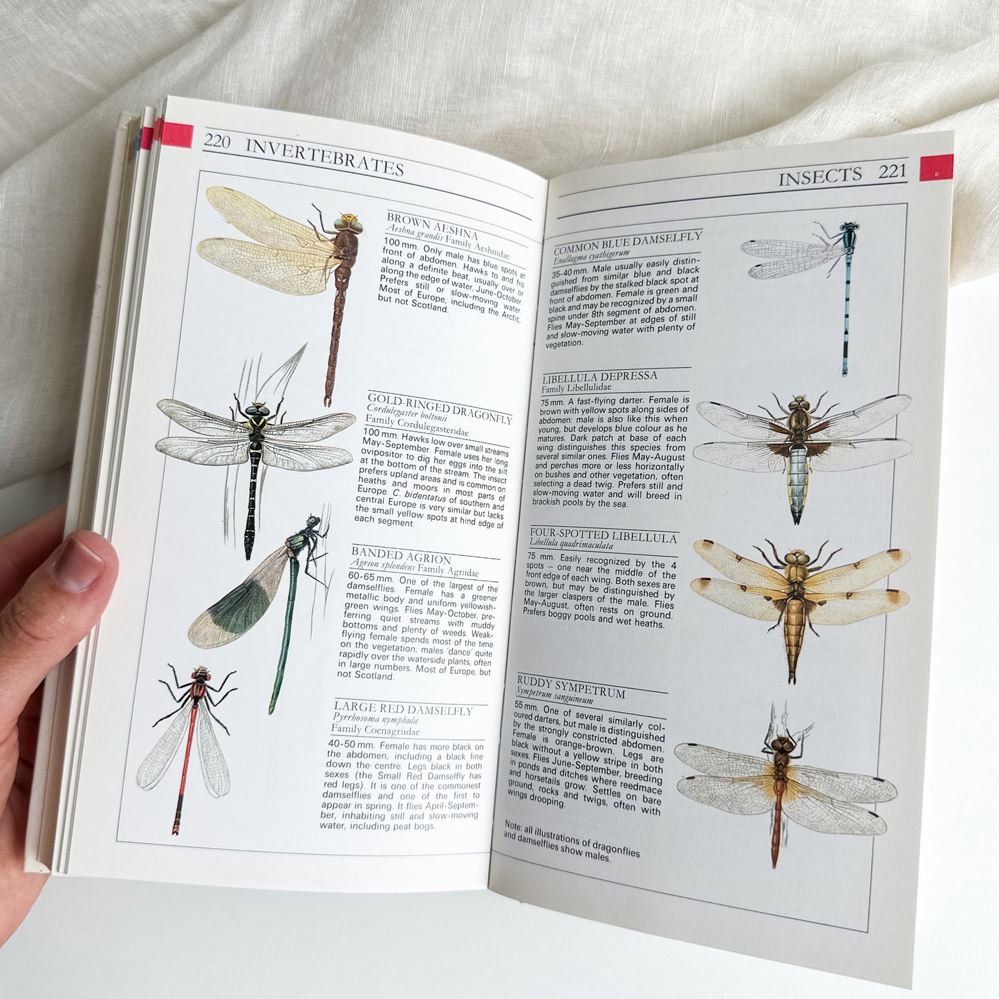 Field Guide to the Wildlife