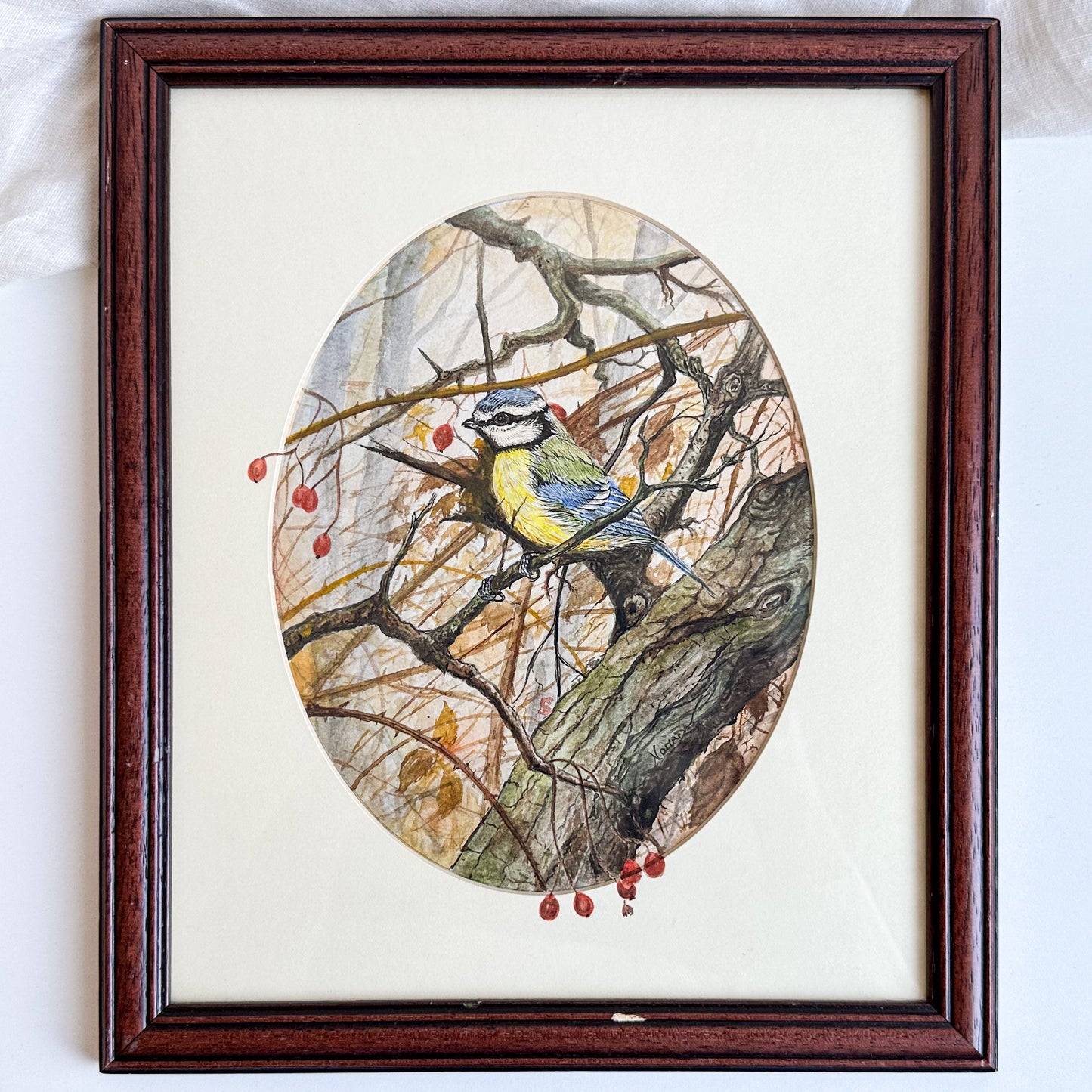 Framed Blue Tit Watercolour