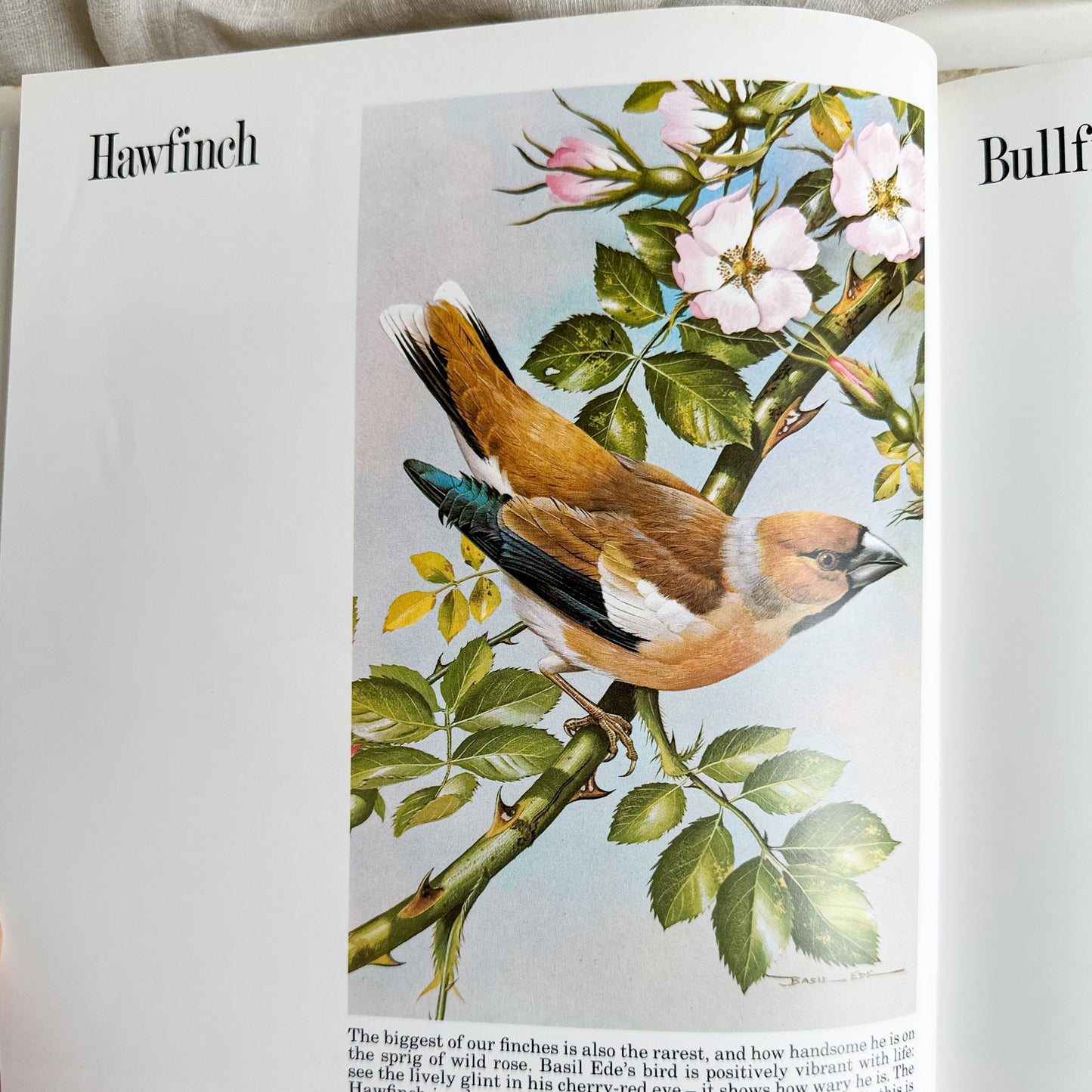 “Basil Ede’s Birds” Illustrated Book